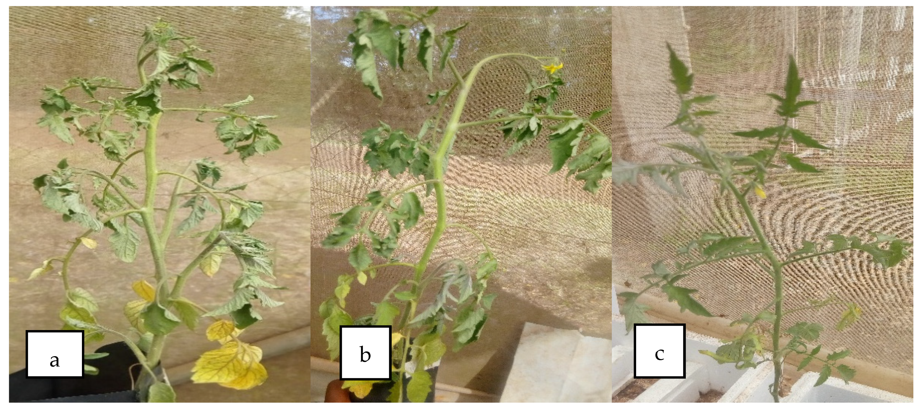 Microorganisms 10 00165 g003