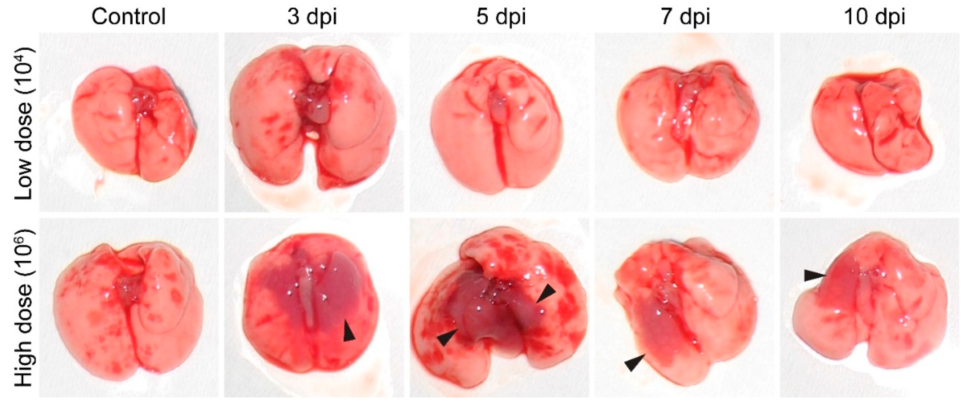 Microorganisms 10 00179 g003 Microorganisms 10 00179 g003