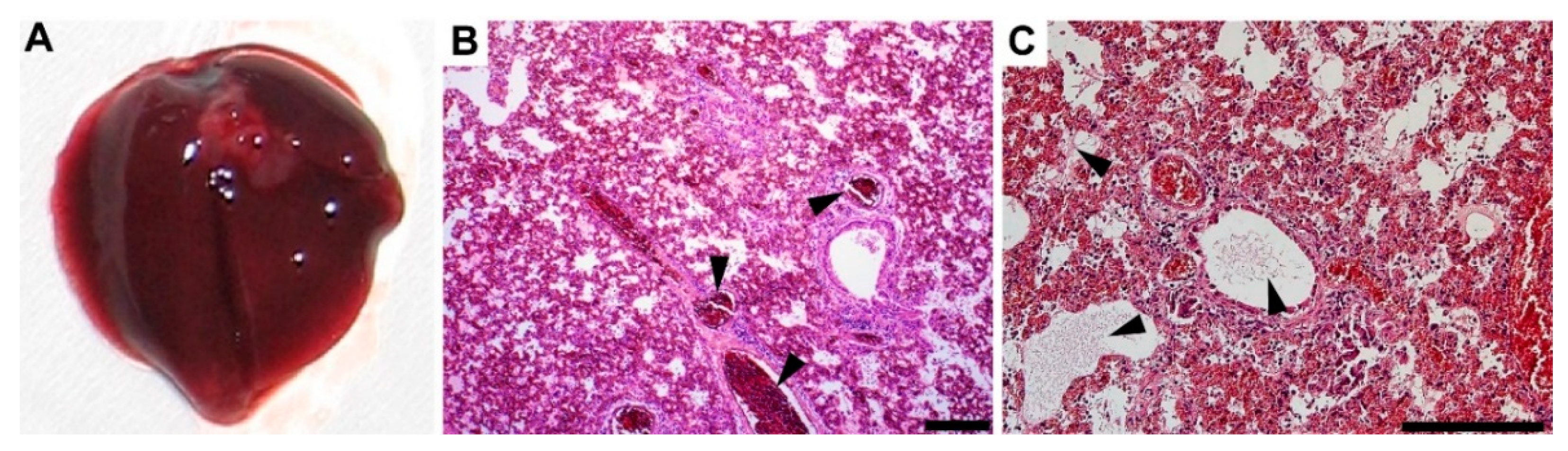 Microorganisms 10 00179 g007 Microorganisms 10 00179 g007
