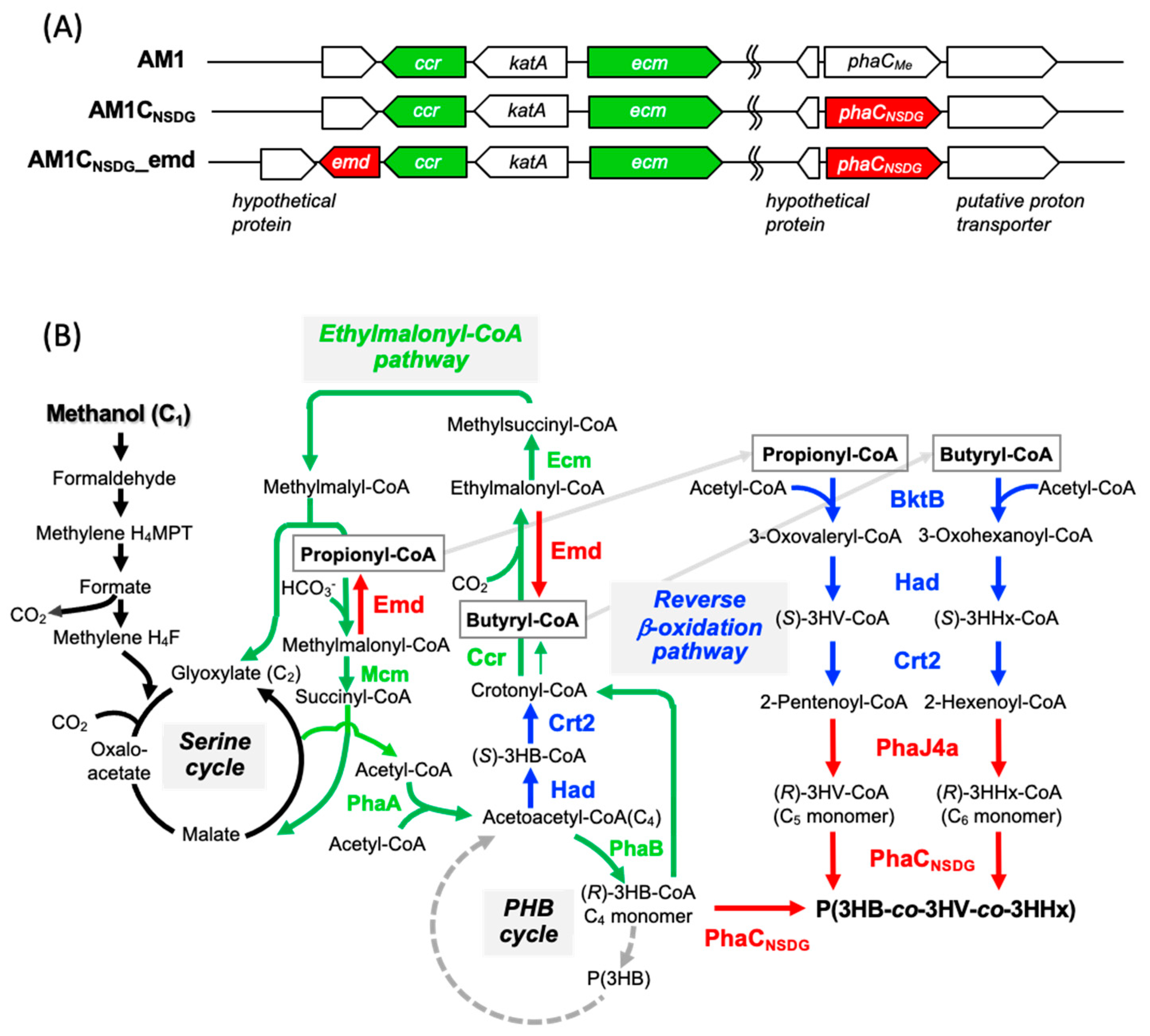 Microorganisms 10 00184 g001 Microorganisms 10 00184 g001
