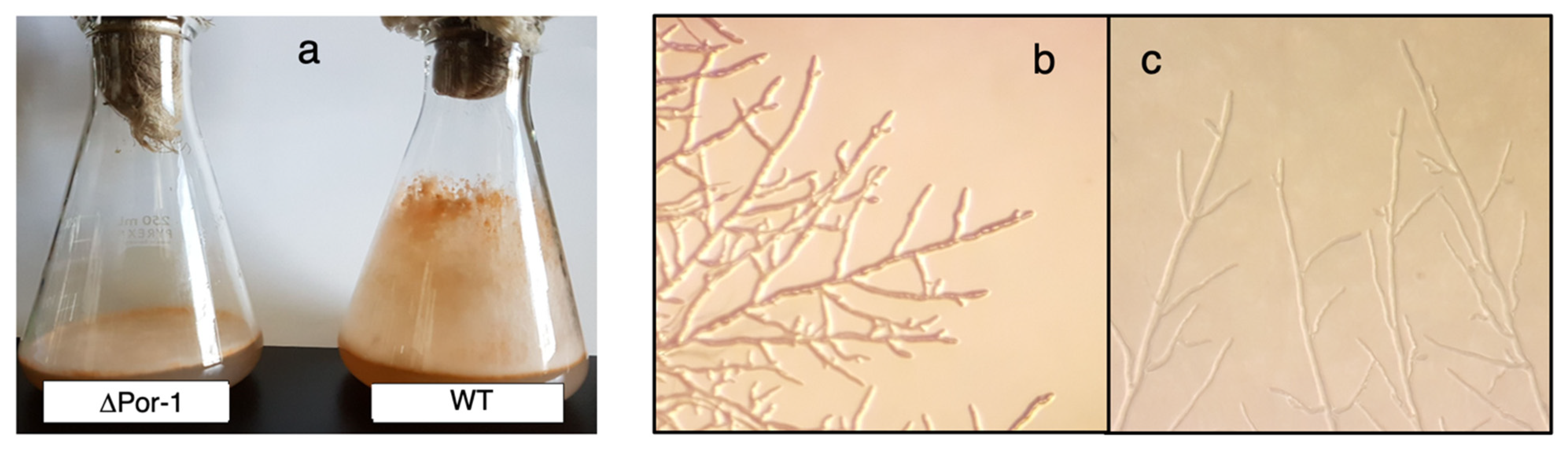 Microorganisms 10 00198 g004 Microorganisms 10 00198 g004