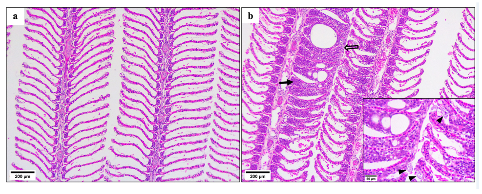 Microorganisms 10 00202 g004 550