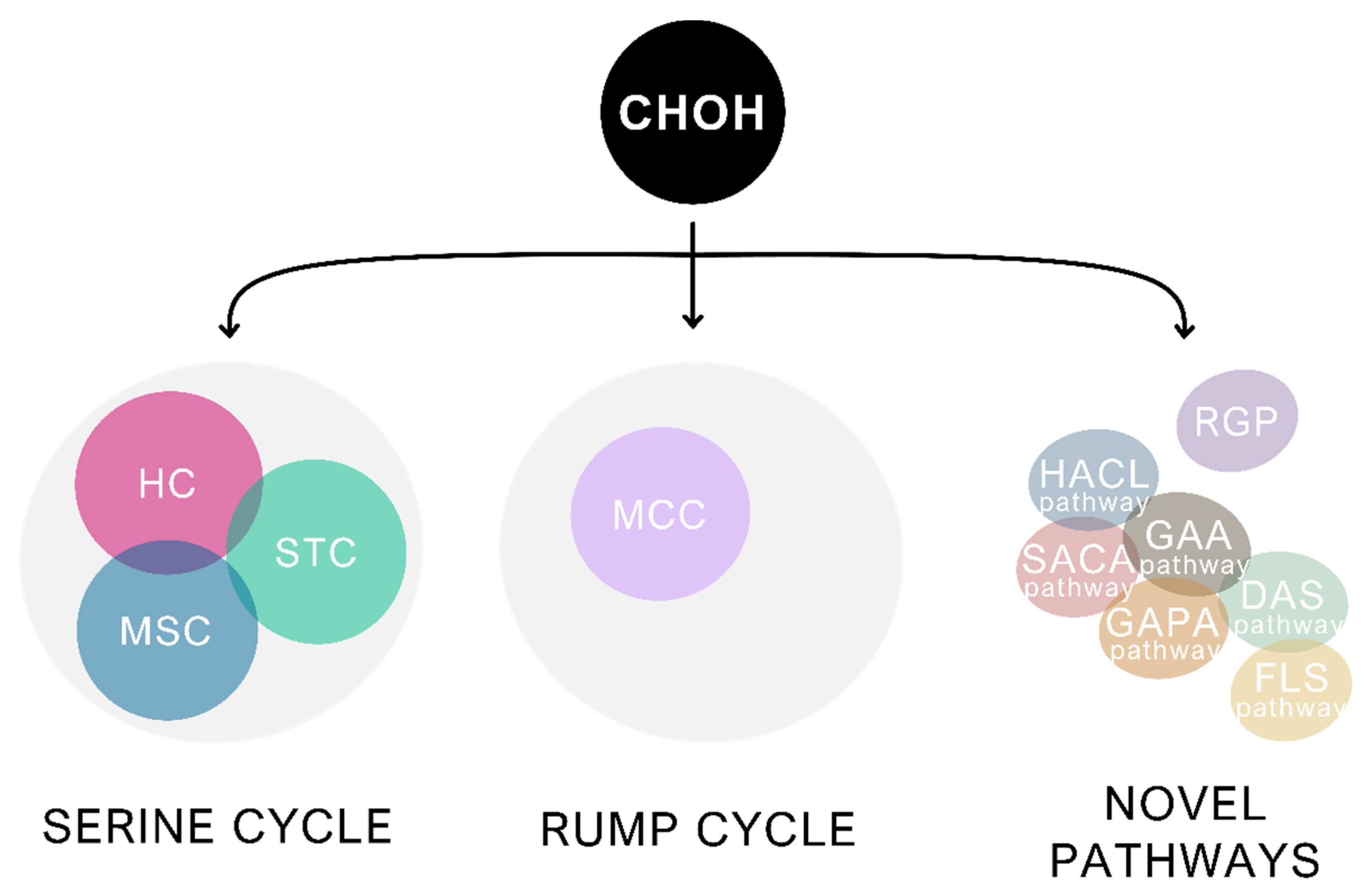 Microorganisms Free Full Text Unravelling Formaldehyde Metabolism In Bacteria Road Towards Synthetic Methylotrophy Html