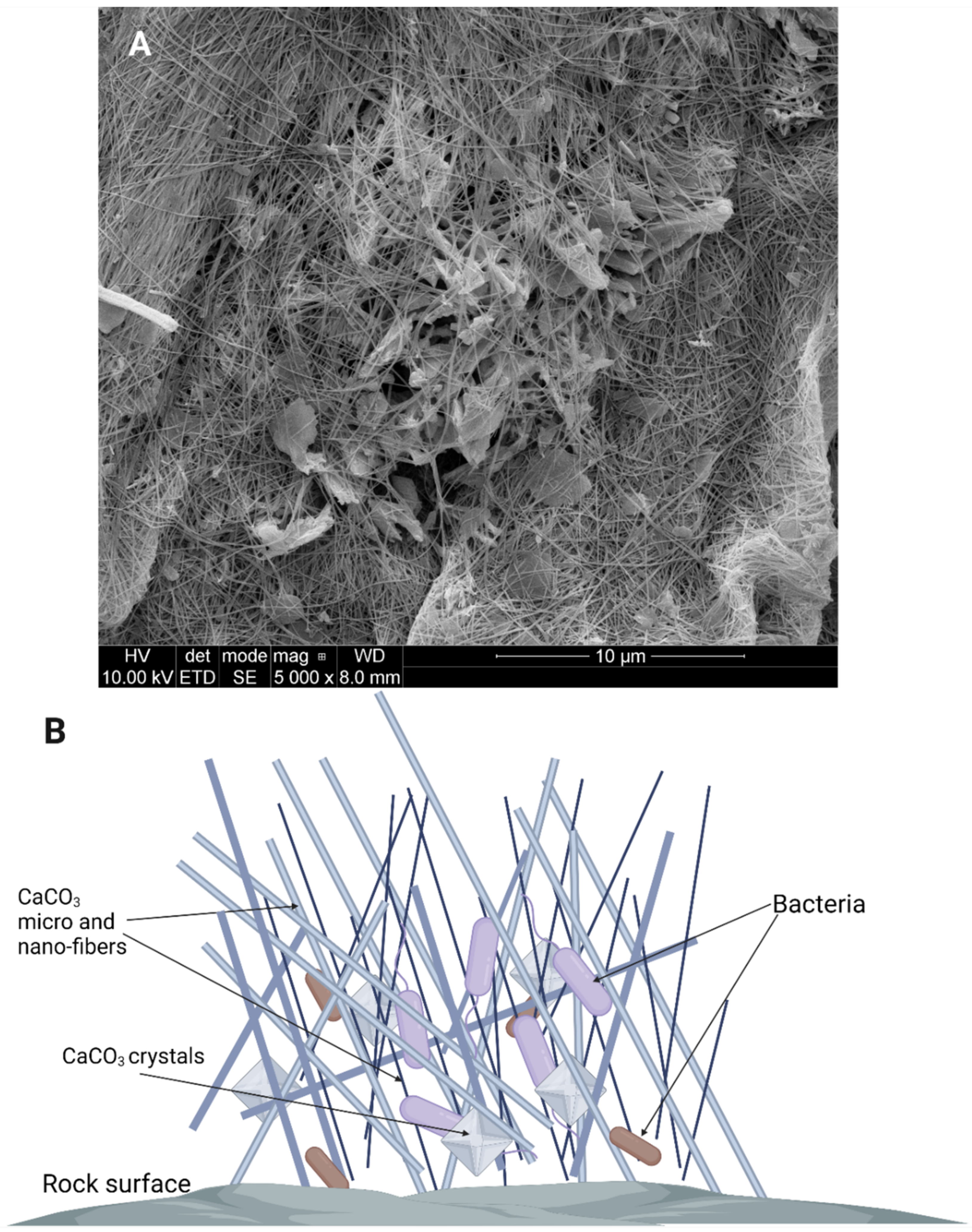 Microorganisms 10 00222 g005 Microorganisms 10 00222 g005