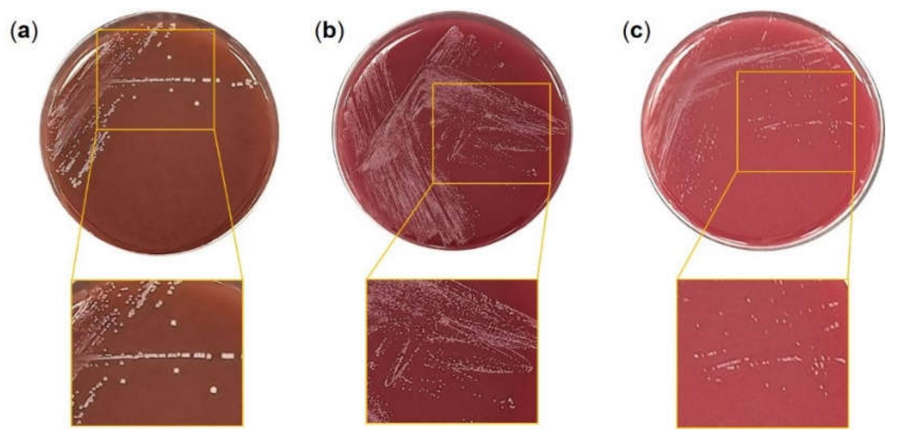 Microorganisms 10 00234 g001 Microorganisms 10 00234 g001