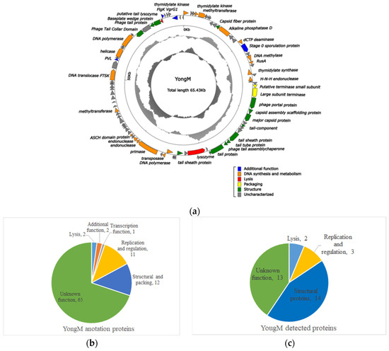 Microorganisms | Free Full-Text | Host Cyanobacteria Killing by Novel Lytic Cyanophage YongM: A Protein Profiling Analysis Host... 