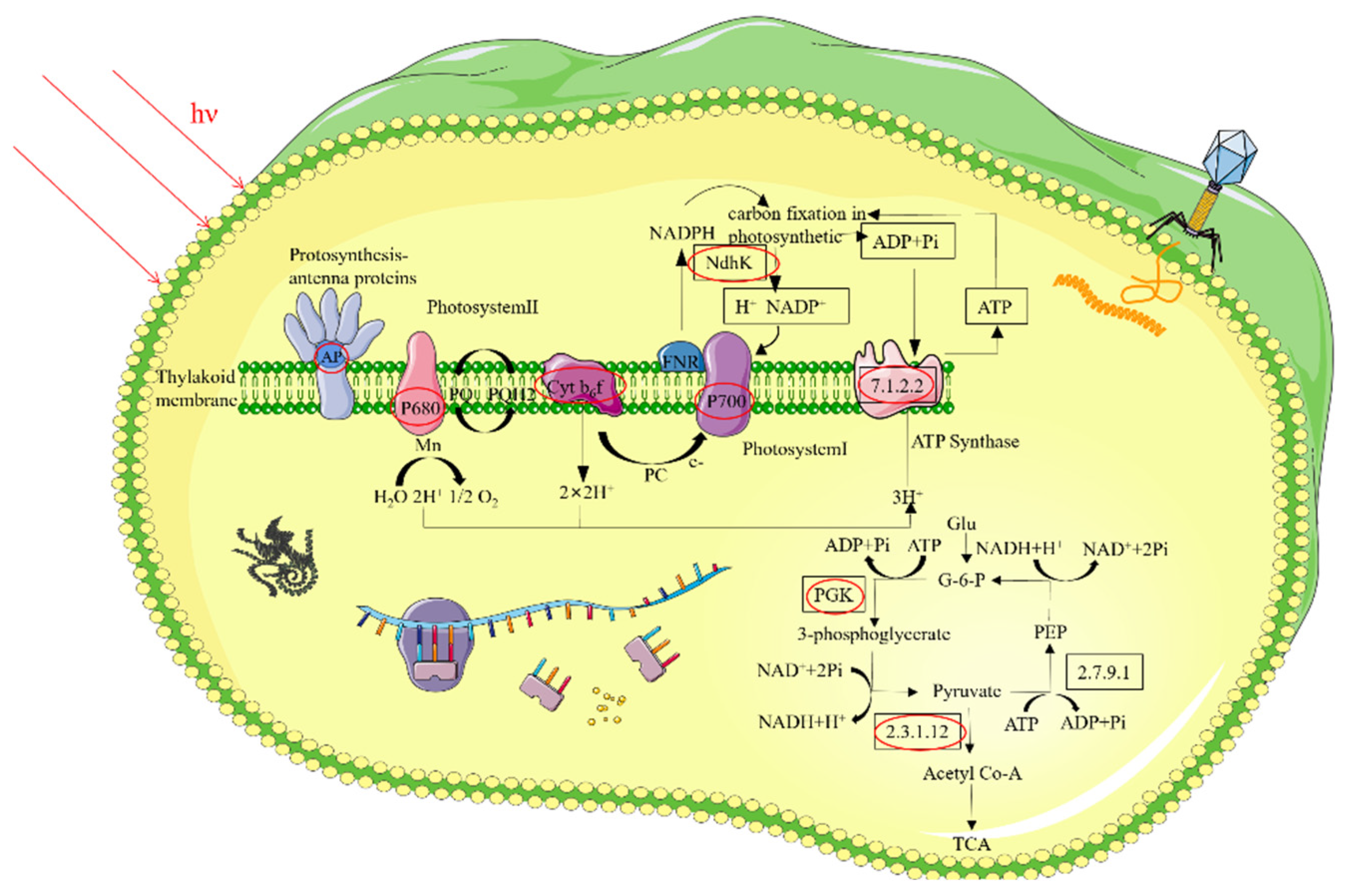 Microorganisms 10 00257 g006