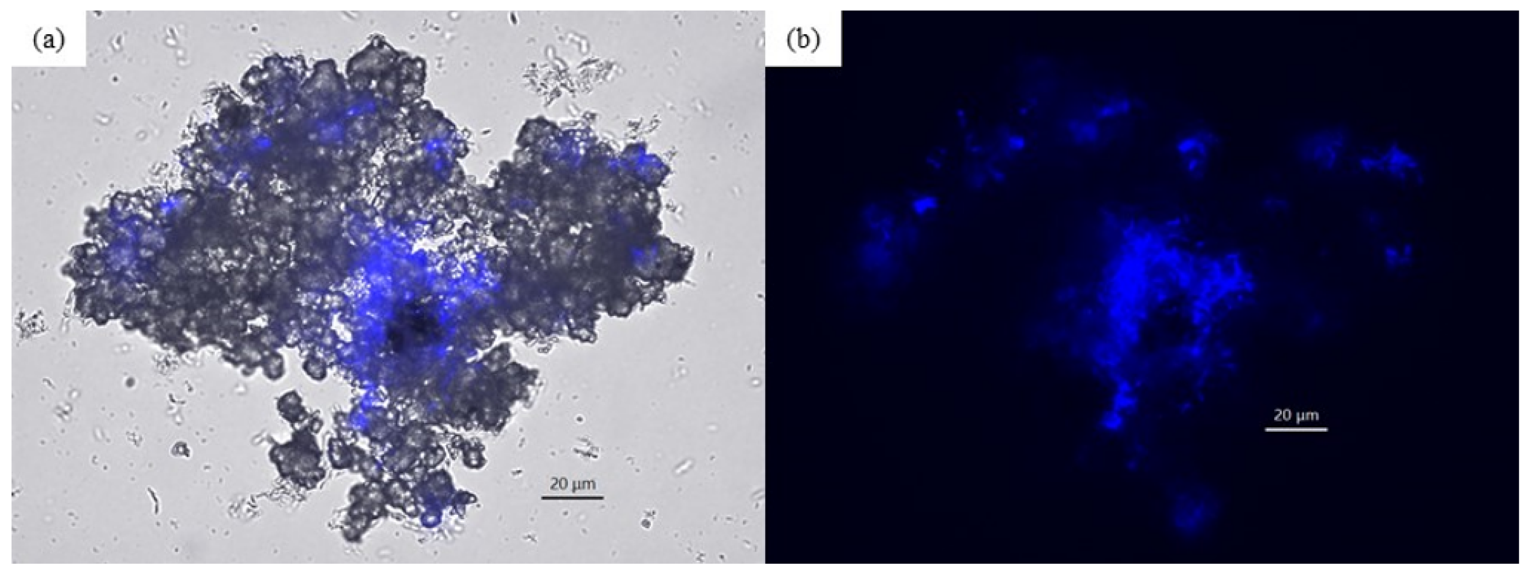 Microorganisms 10 00270 g003 550
