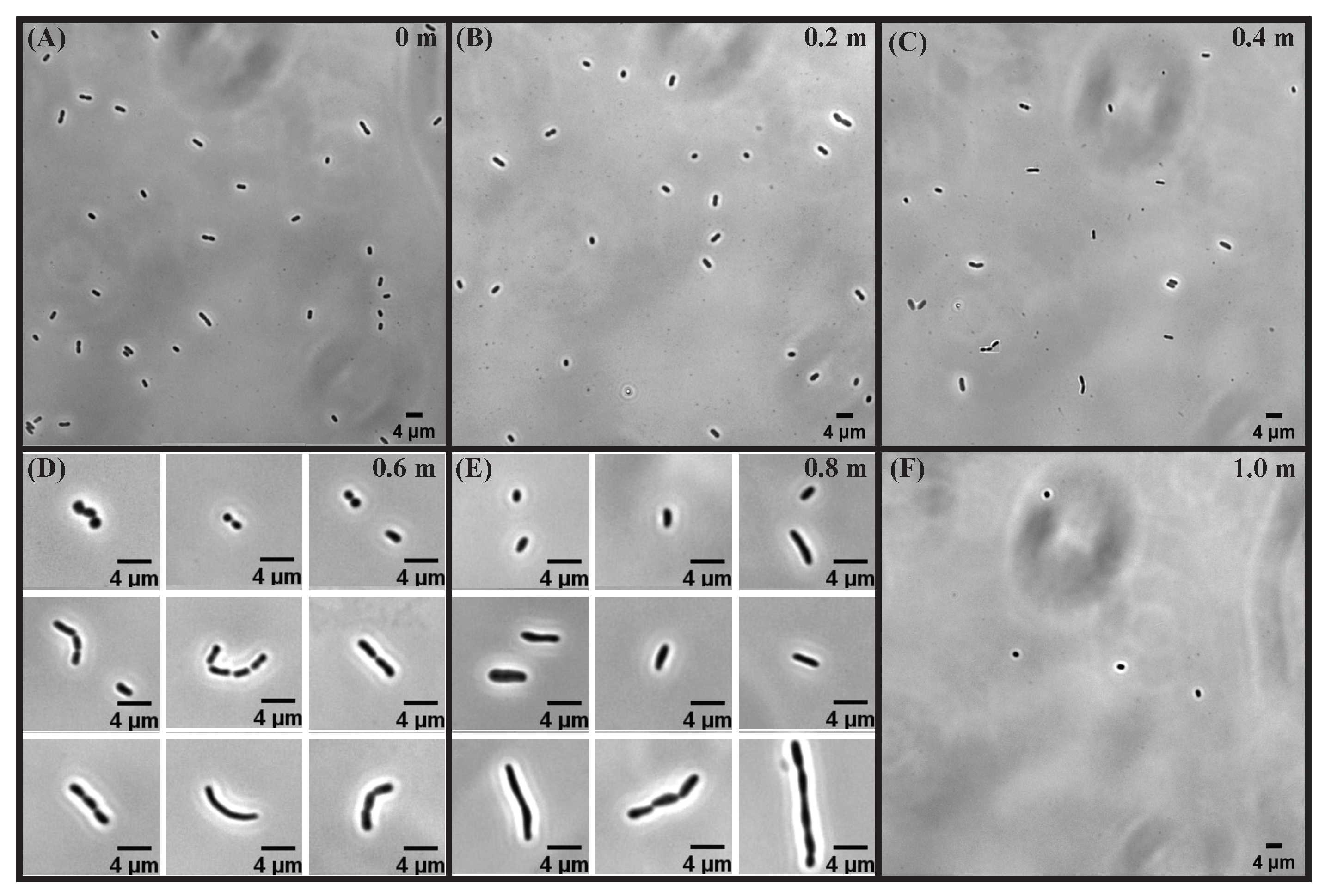 Microorganisms 10 00274 g004 Microorganisms 10 00274 g004