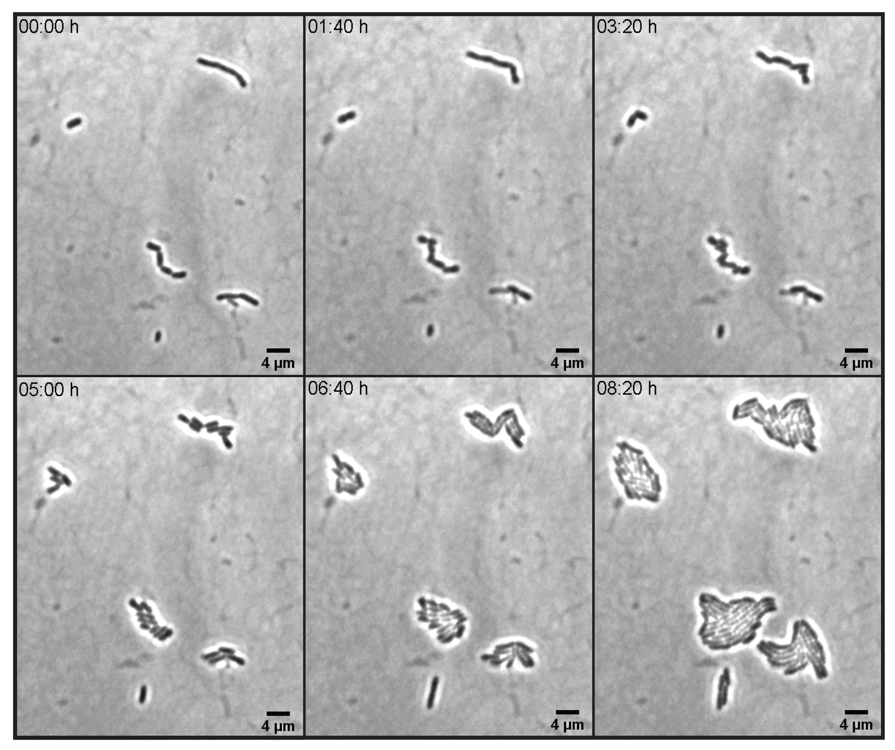 Microorganisms 10 00274 g007 Microorganisms 10 00274 g007