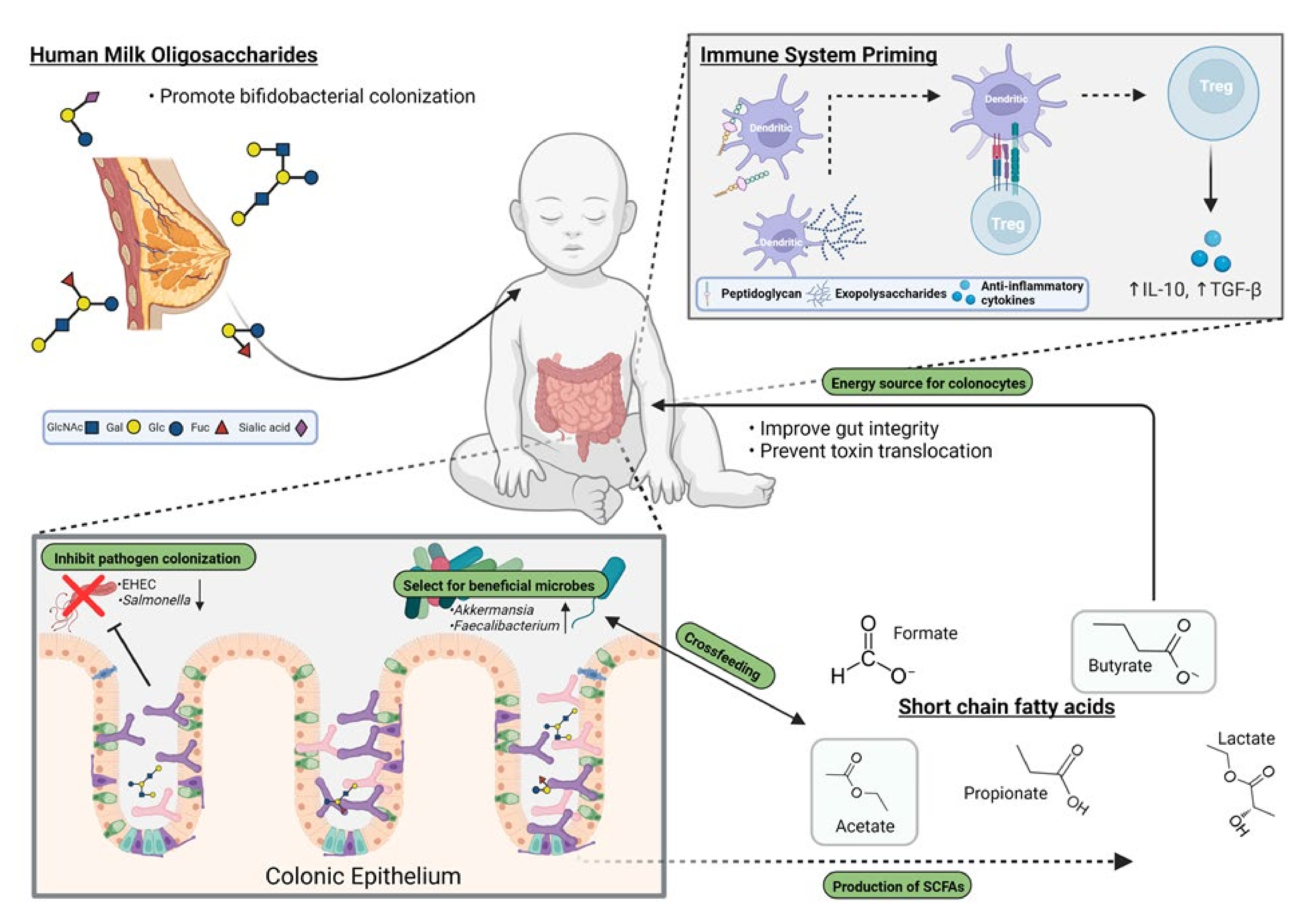 Microorganisms 10 00278 g001