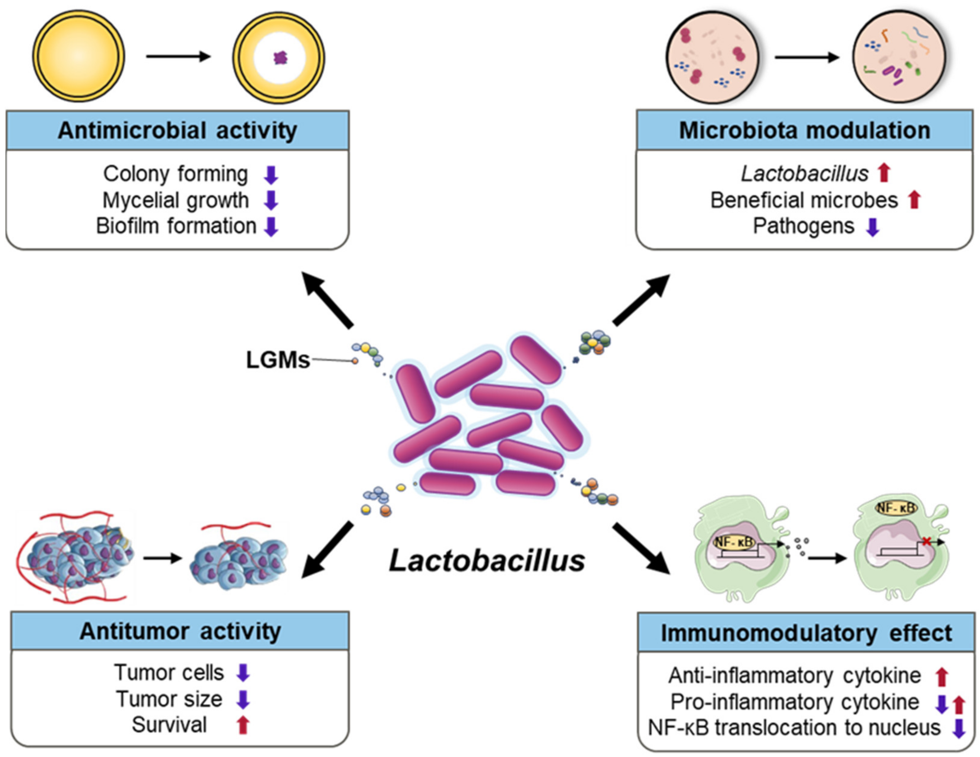 Лактобацилус спп. Genus Lactobacillus. Лактобацилла это прокариот. Лактобациллус организм по типу питания. К какой группе по форме клетки относят Lactobacillus.