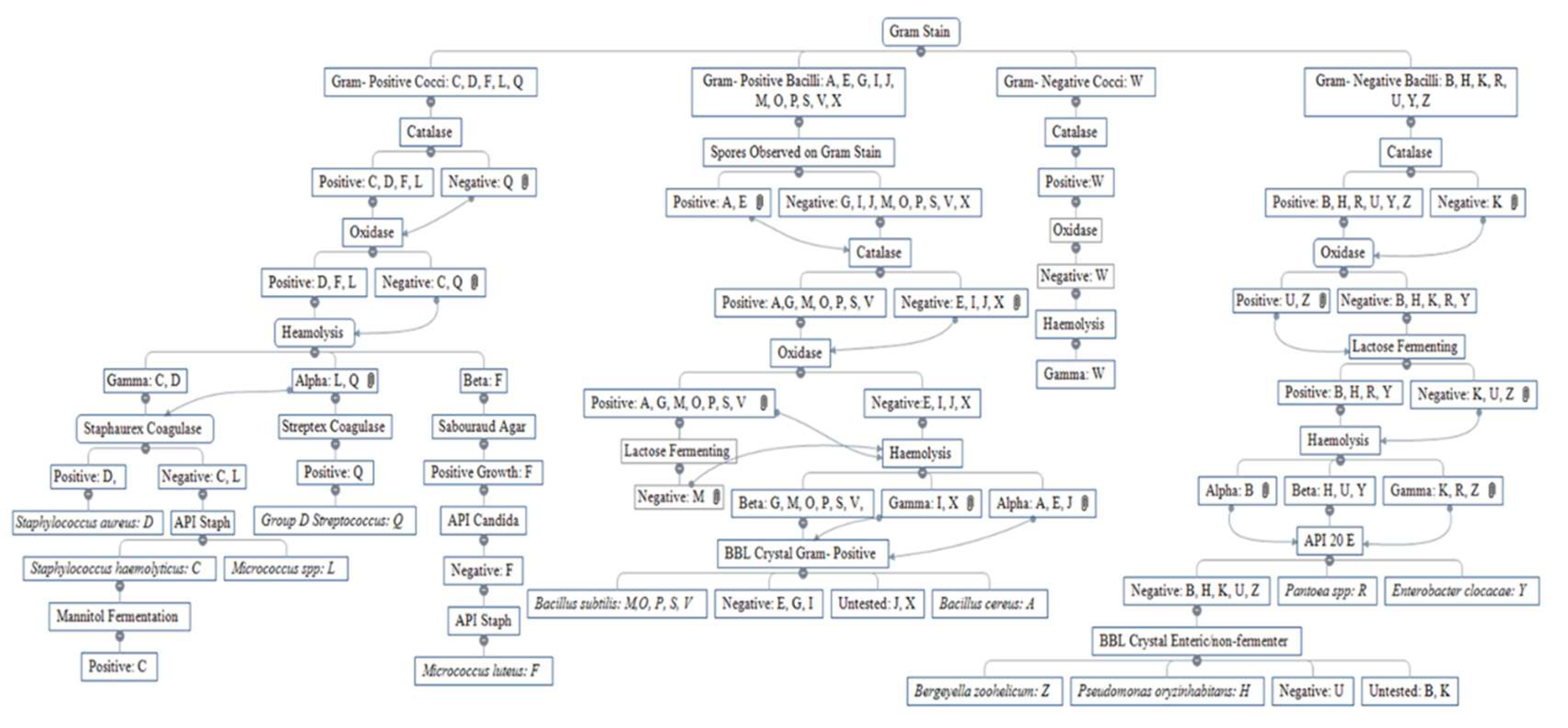 micrococcus identification