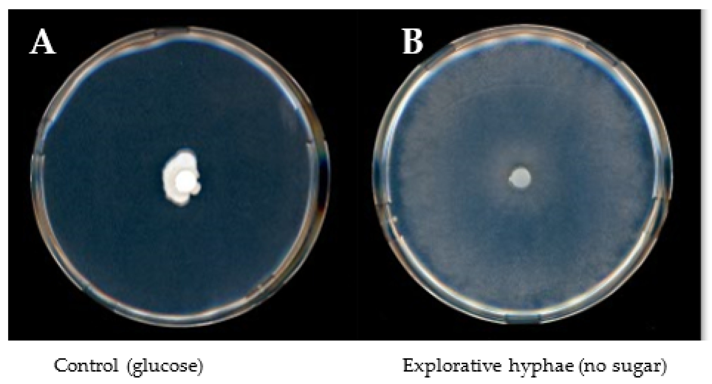 Microorganisms 10 00320 g002 Microorganisms 10 00320 g002