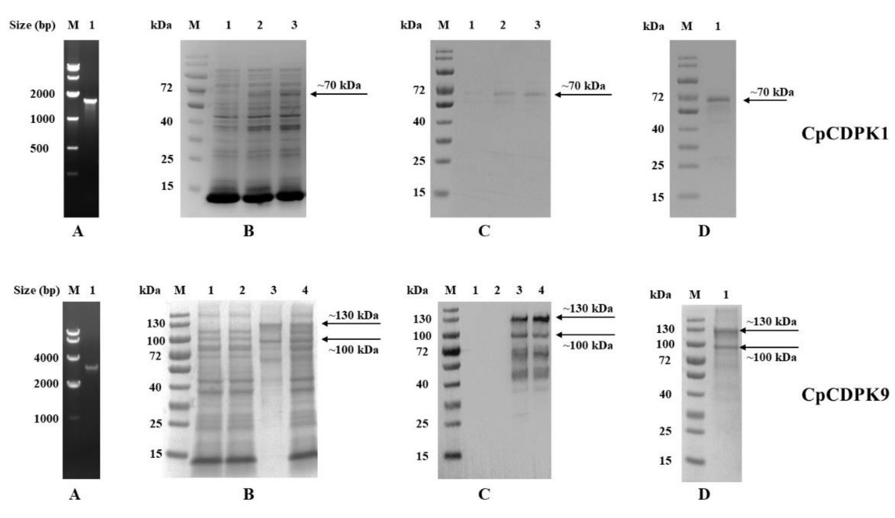 Microorganisms 10 00333 g001 550