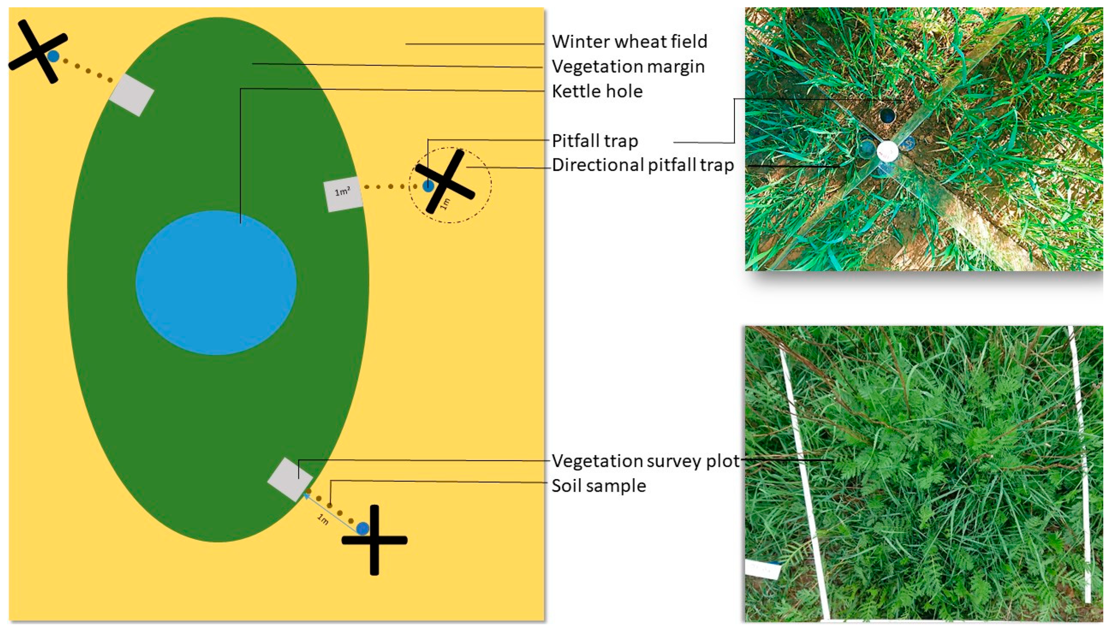 Microorganisms 10 00335 g001