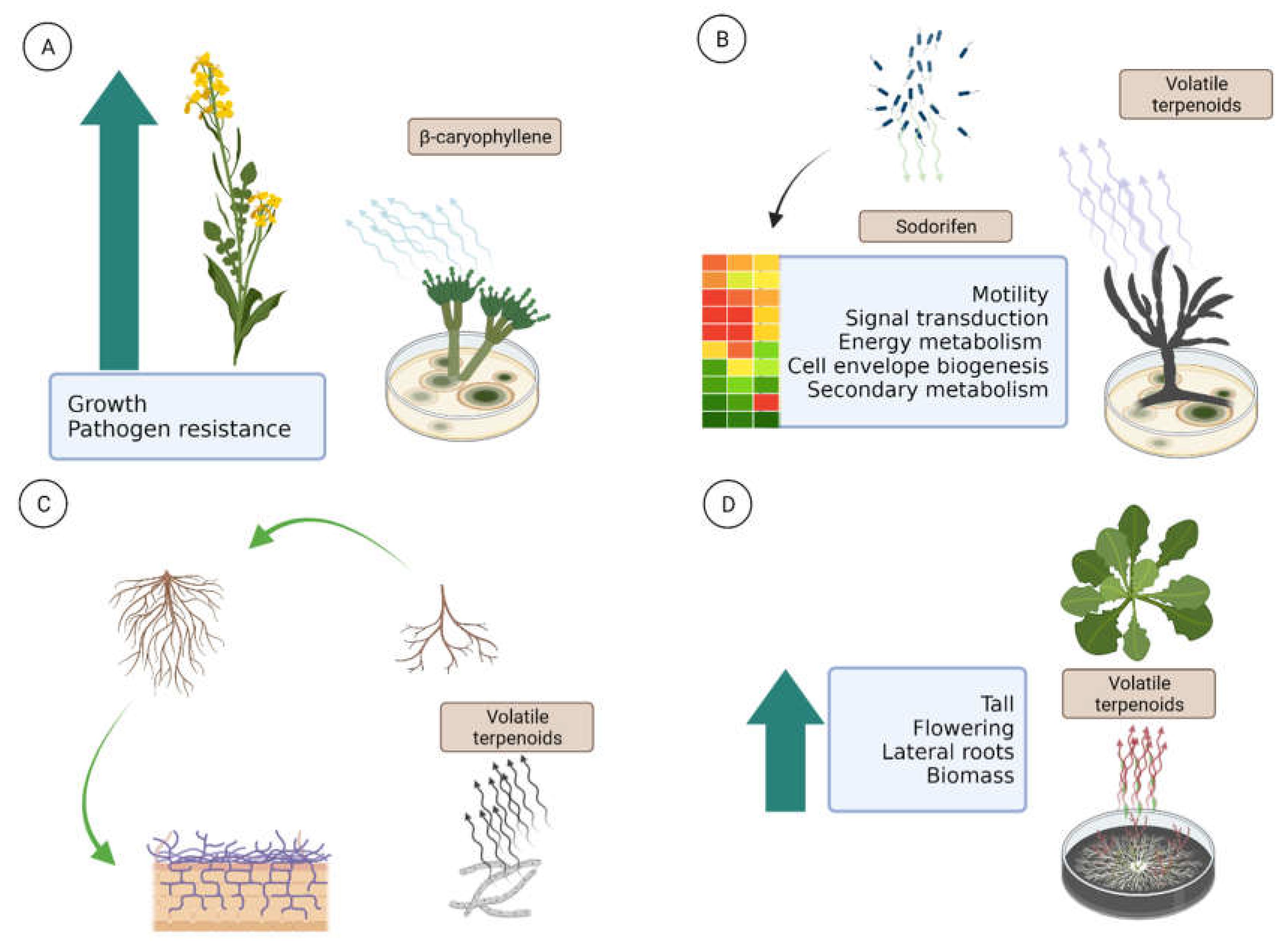 Microorganisms 10 00339 g002