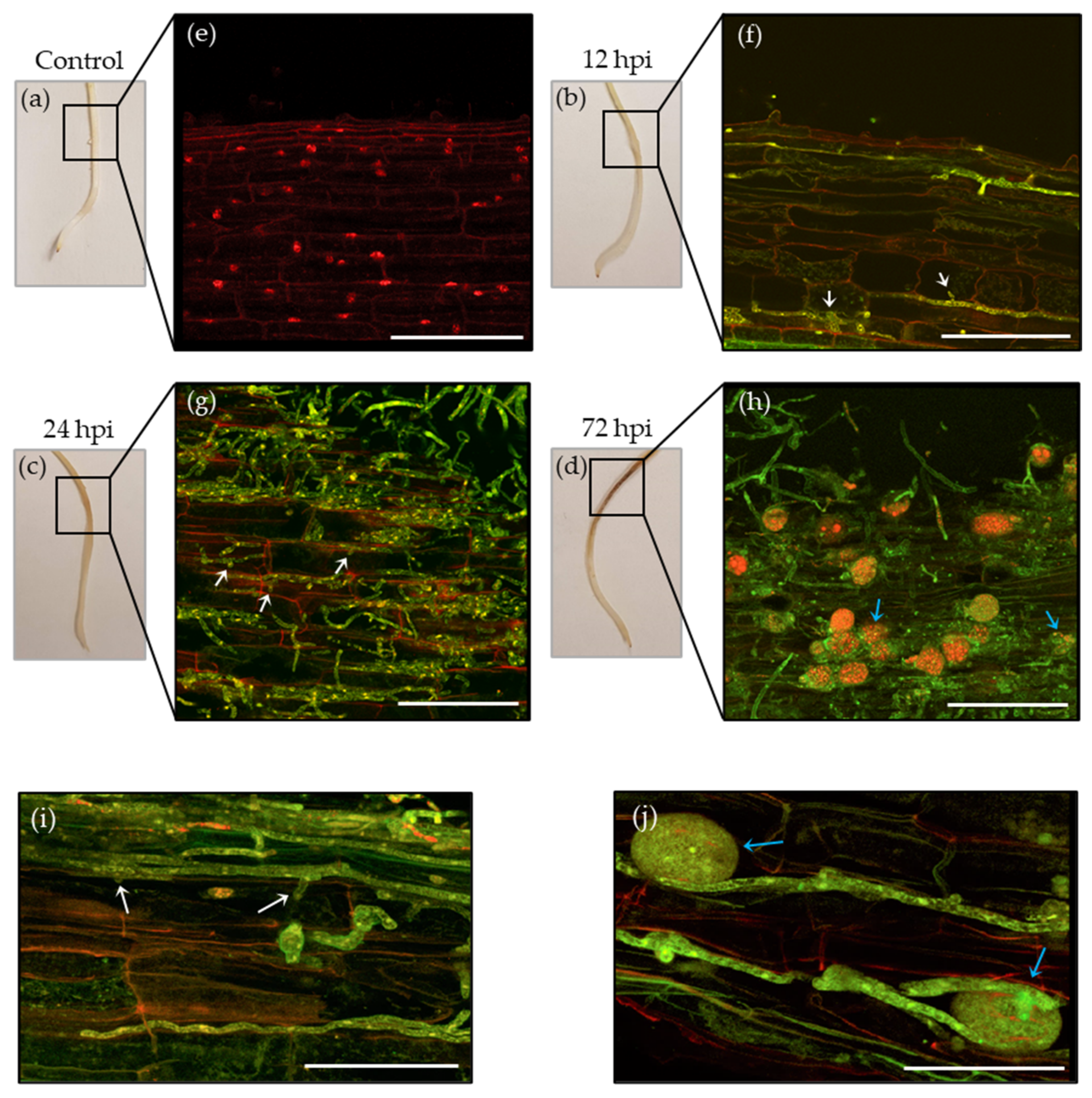 Microorganisms 10 00343 g001 Microorganisms 10 00343 g001