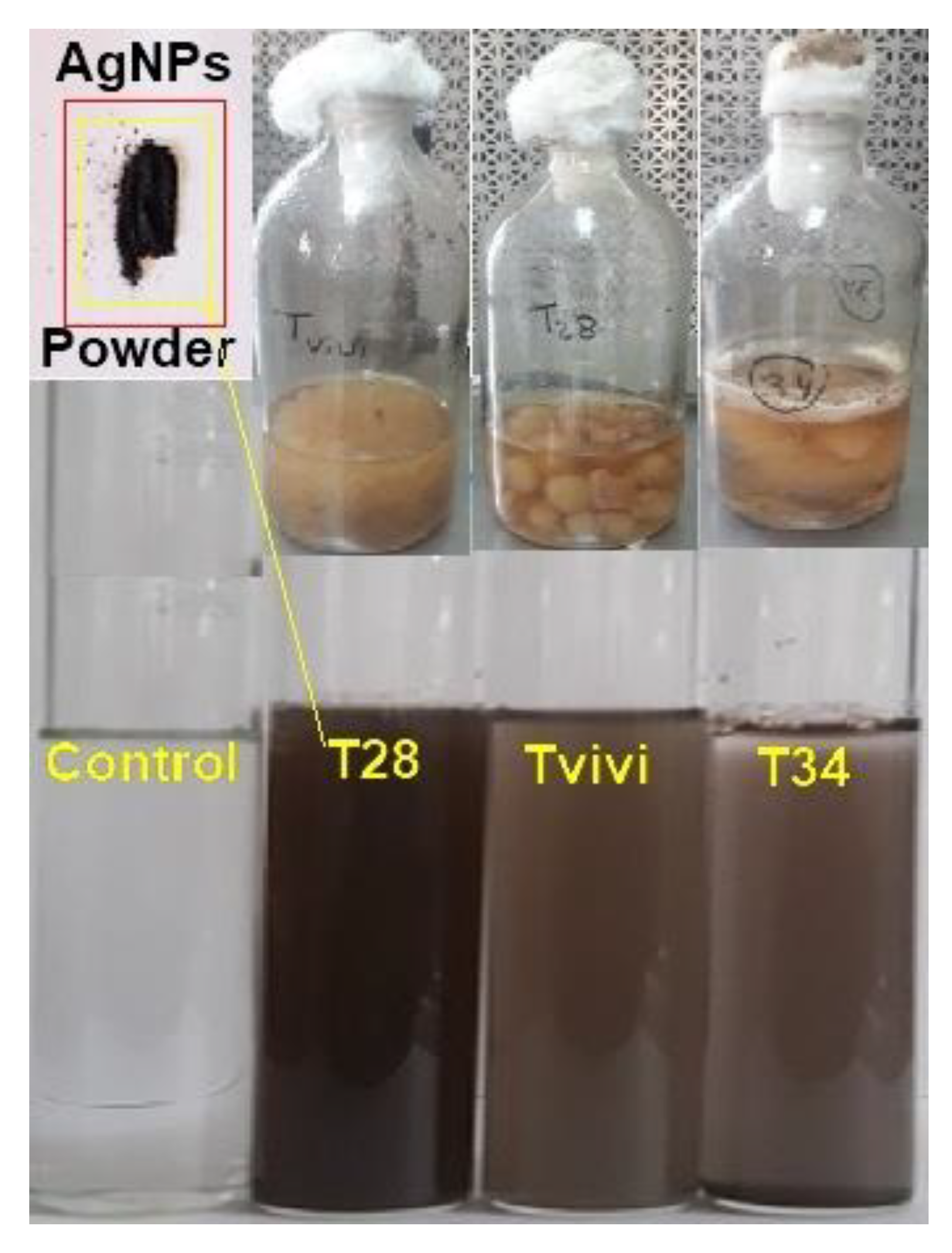 Microorganisms 10 00344 g001