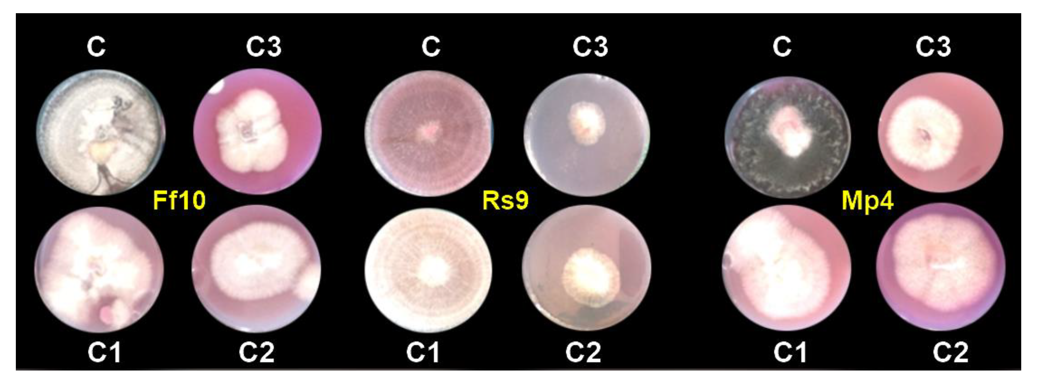 Microorganisms 10 00344 g007