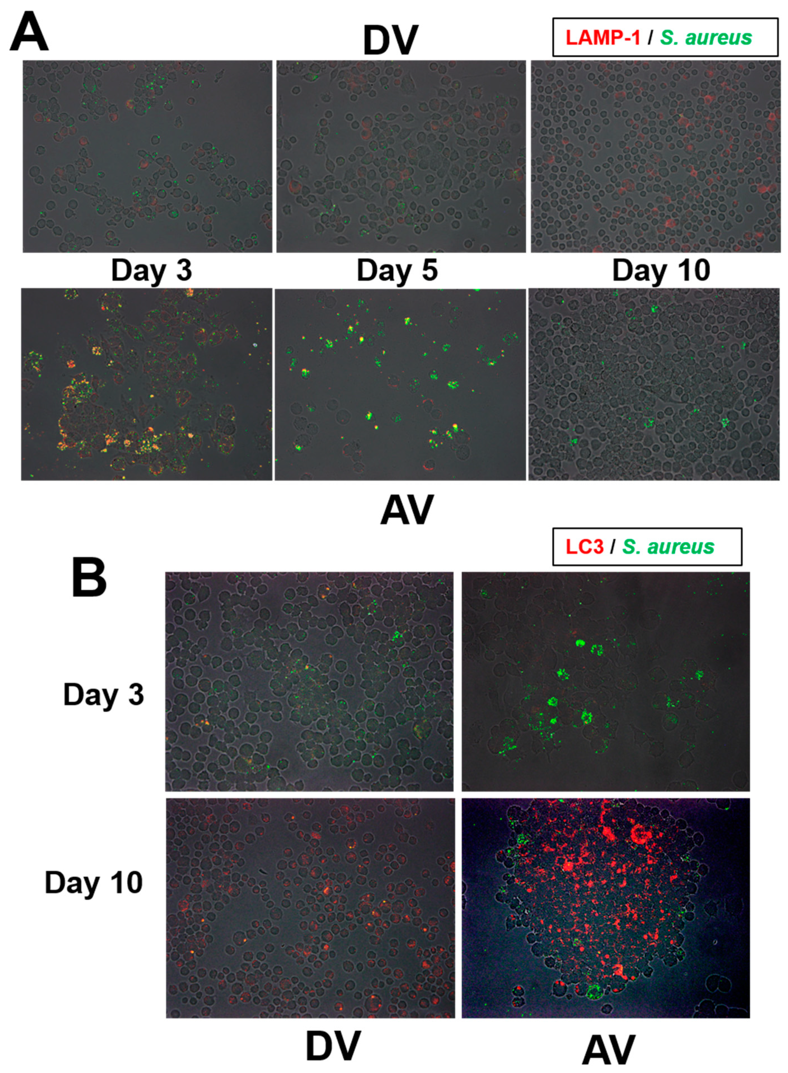 Microorganisms 10 00348 g006 550
