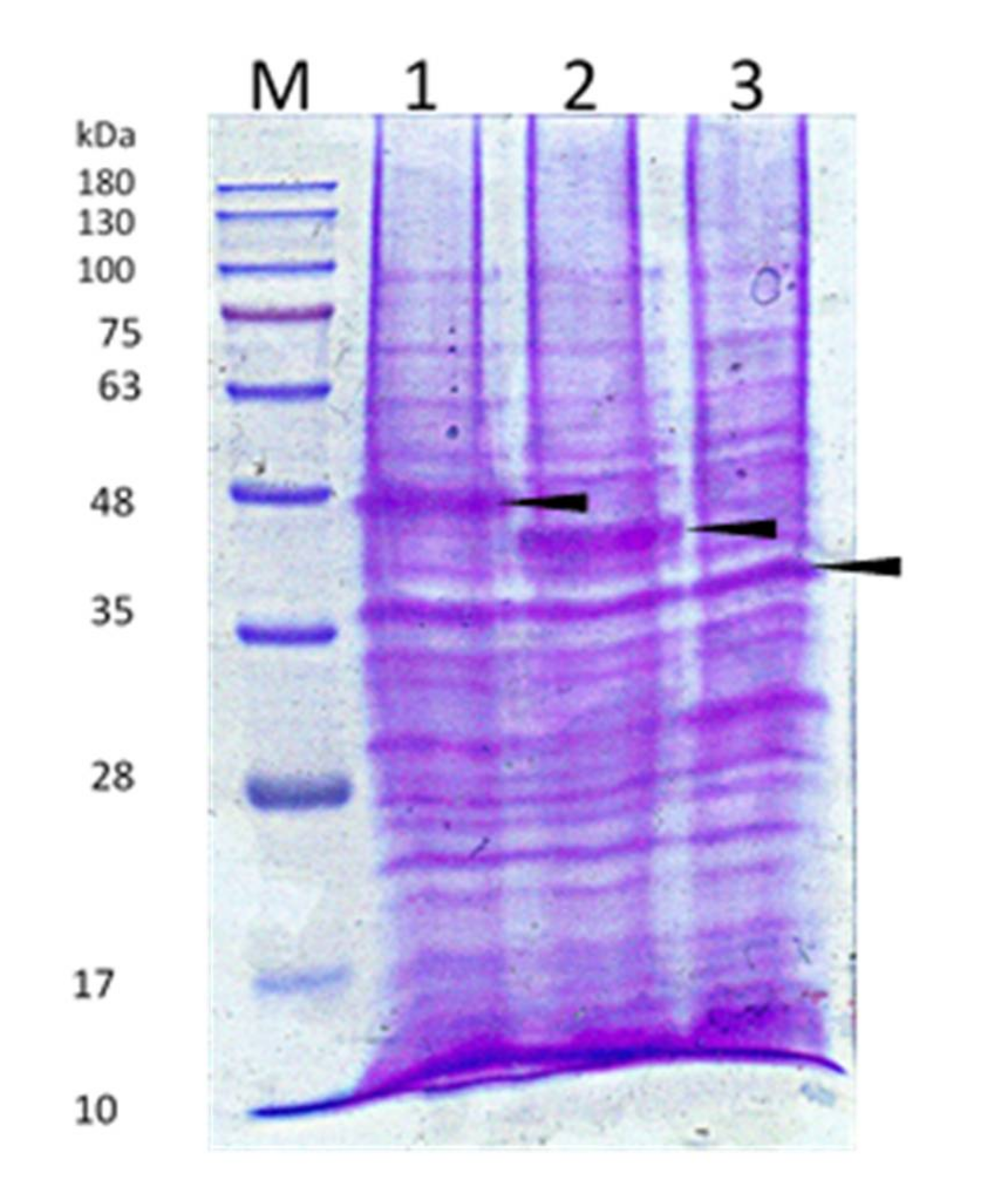 Microorganisms 10 00359 g004