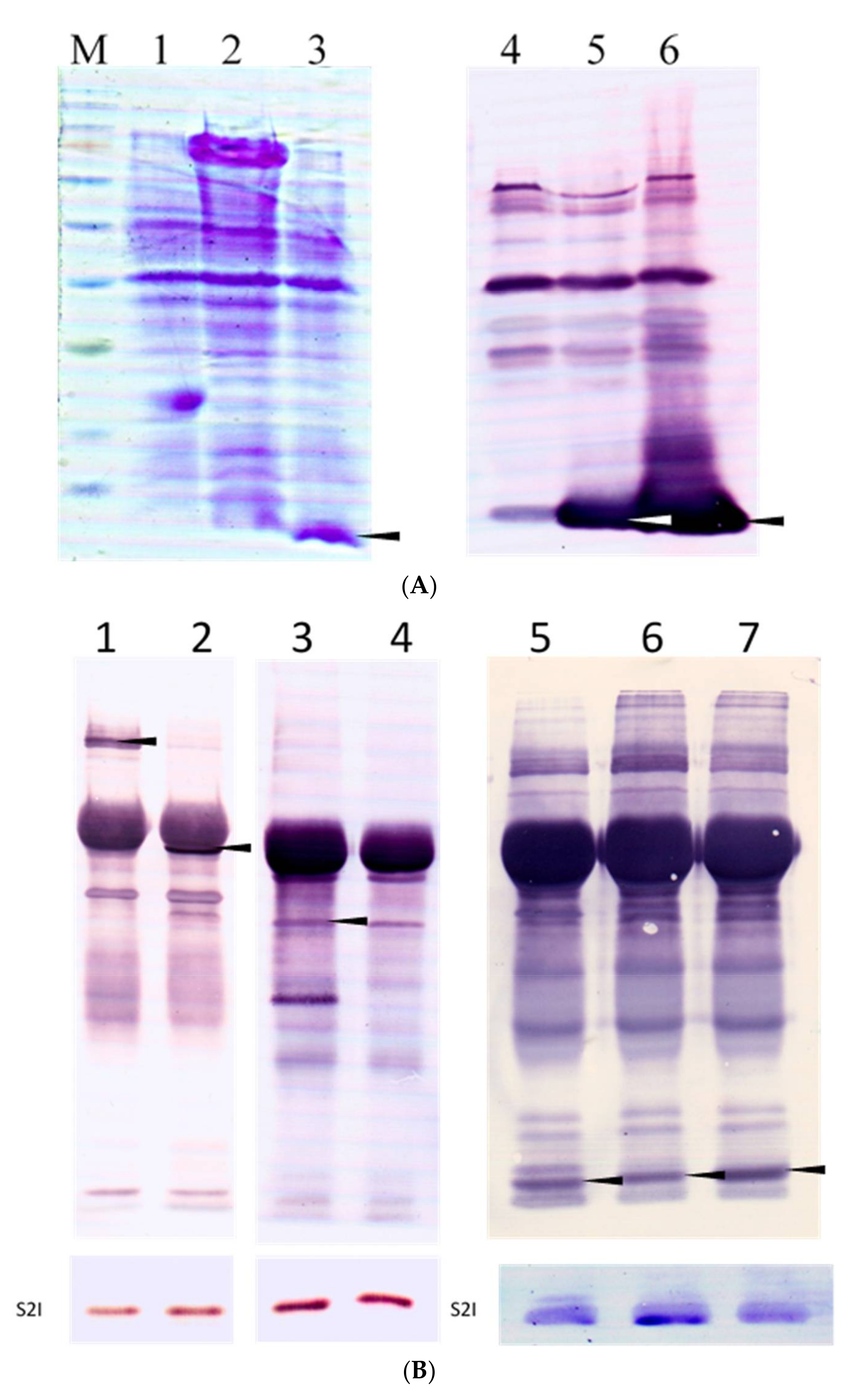 Microorganisms 10 00359 g008