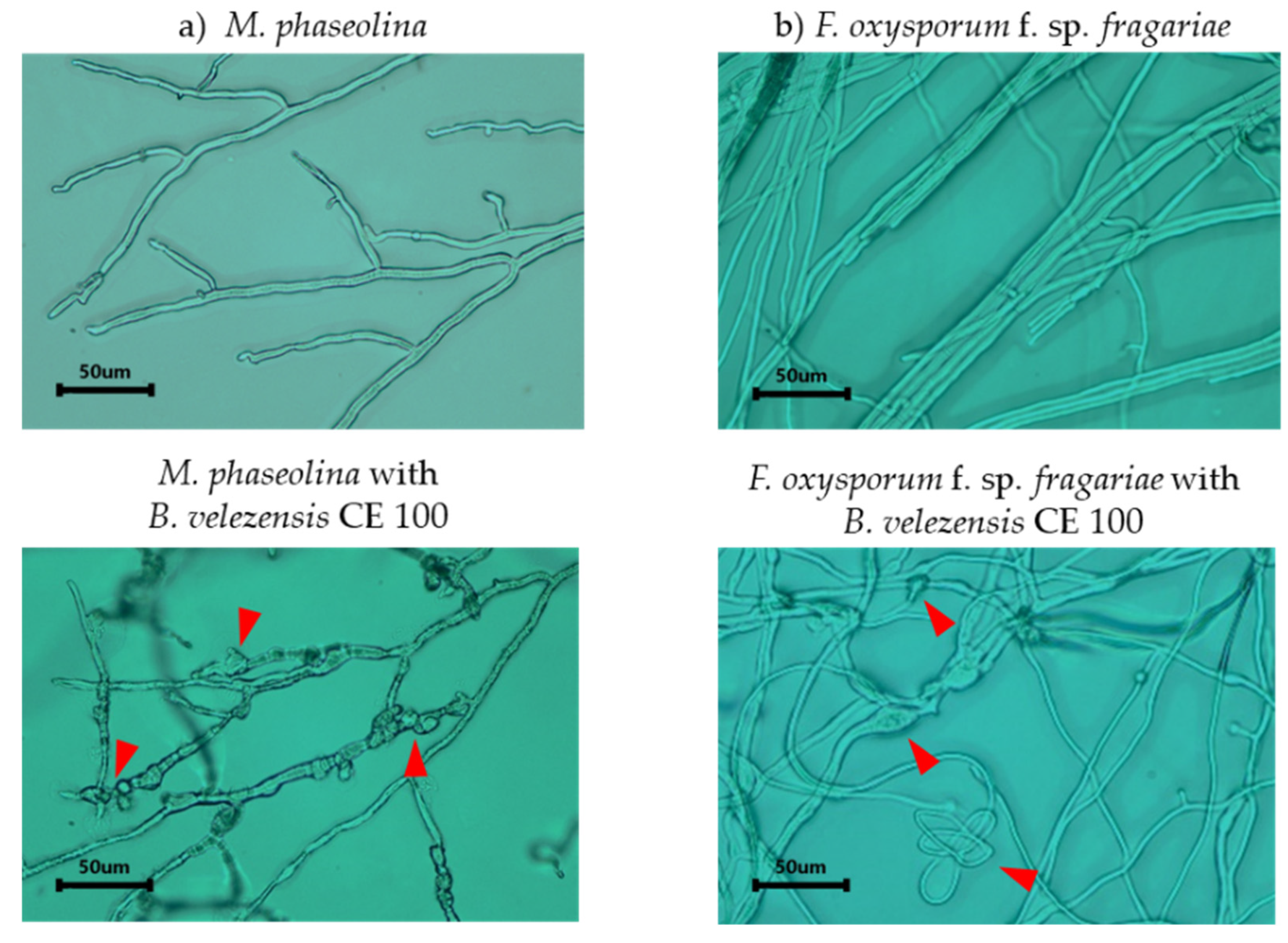 Microorganisms 10 00365 g004