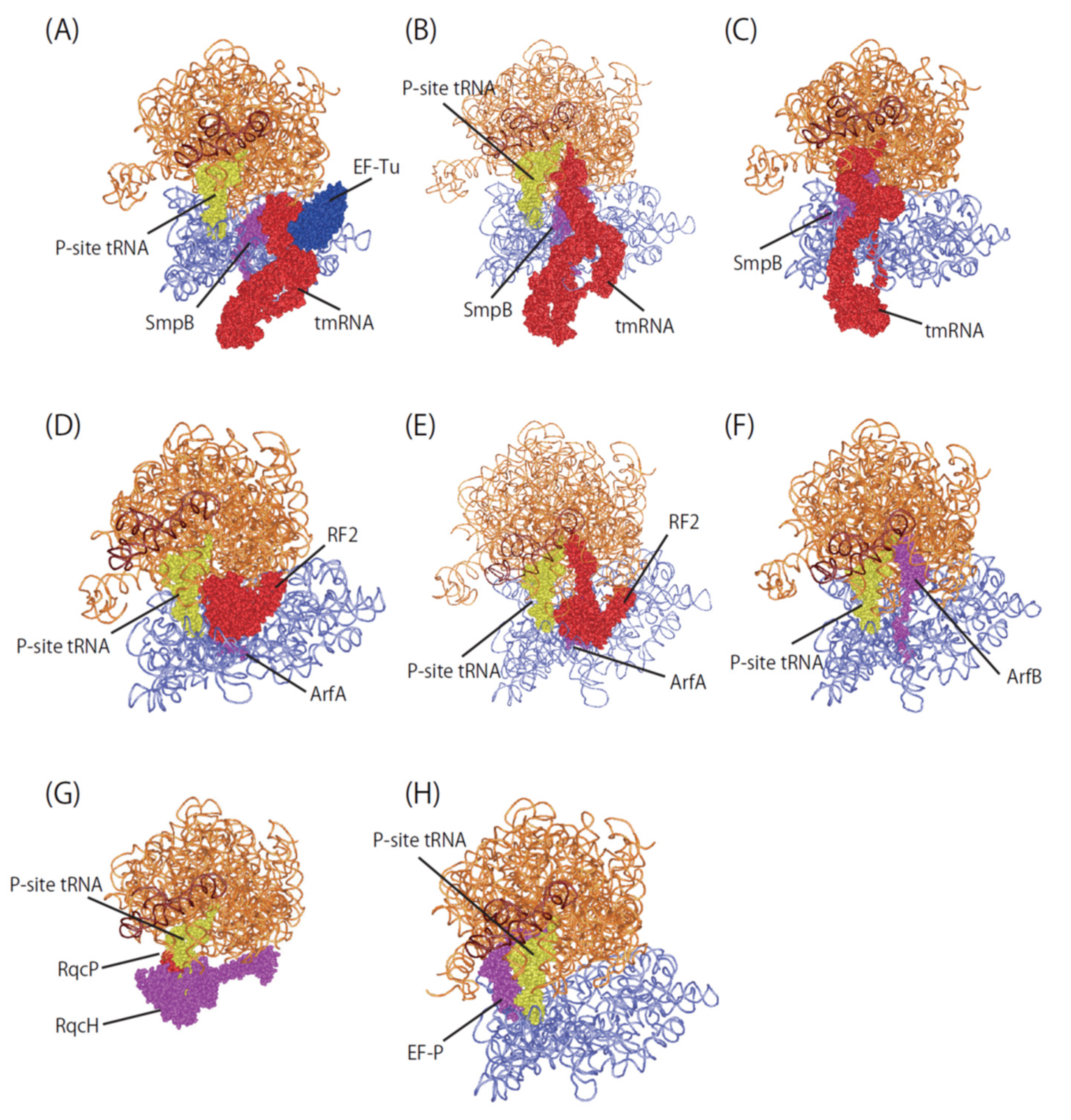 Microorganisms 10 00372 g003 Microorganisms 10 00372 g003