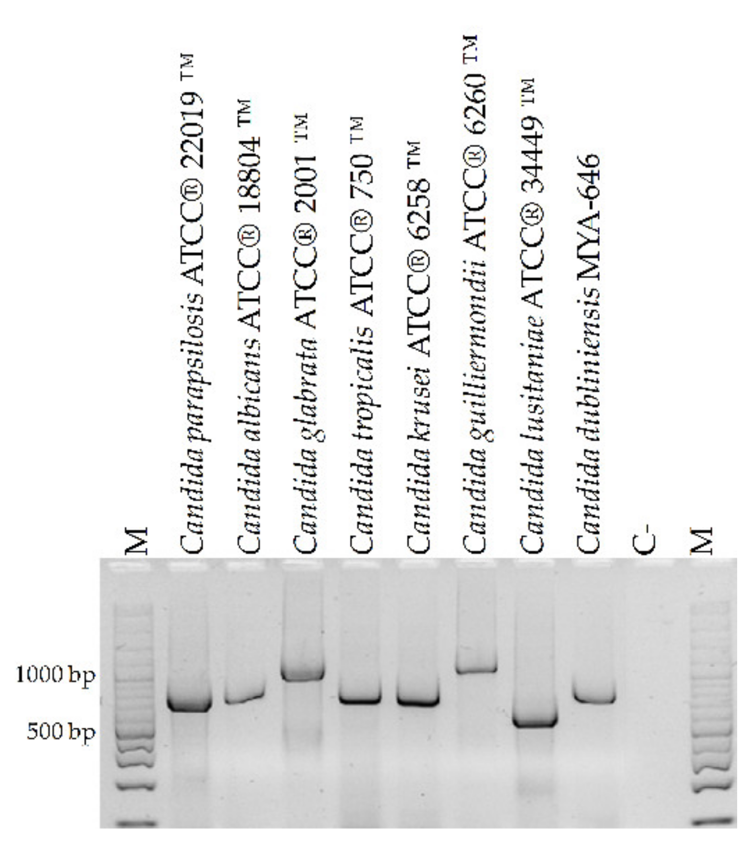 Microorganisms 10 00374 g002