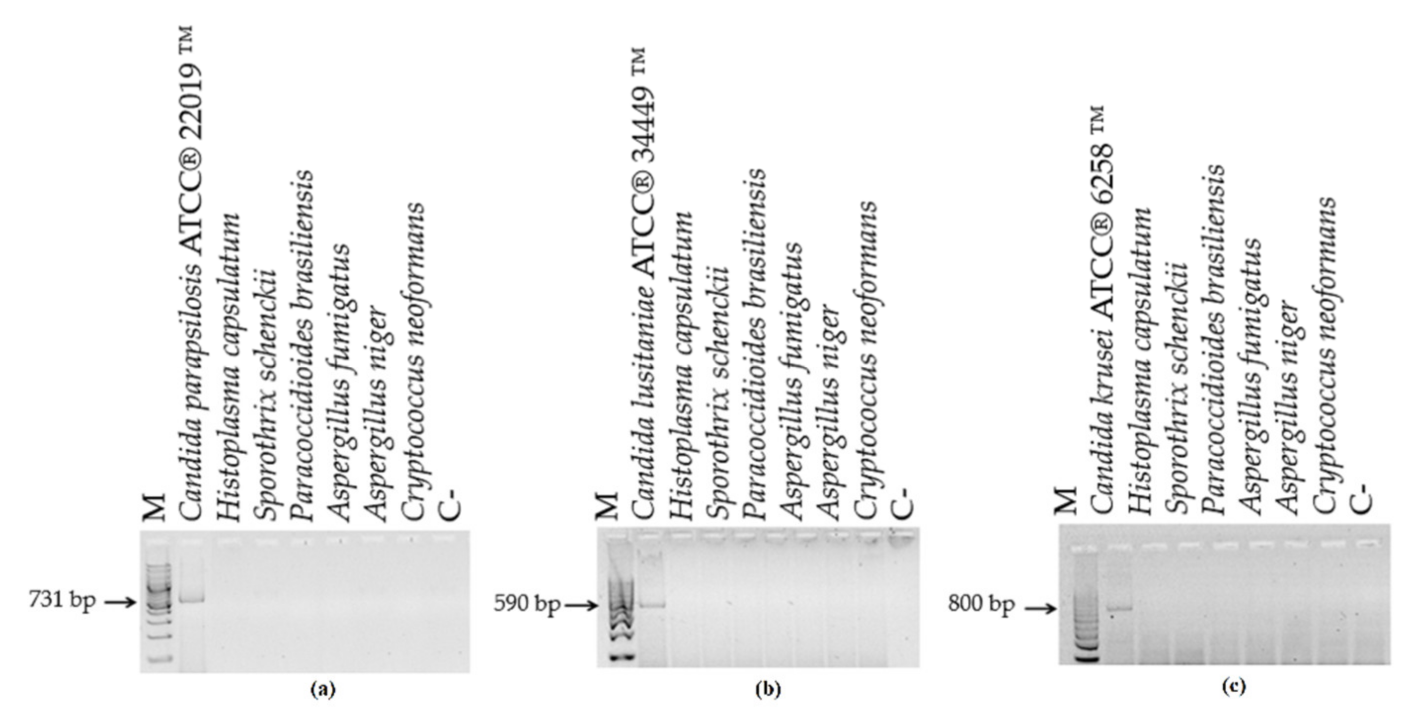 Microorganisms 10 00374 g004