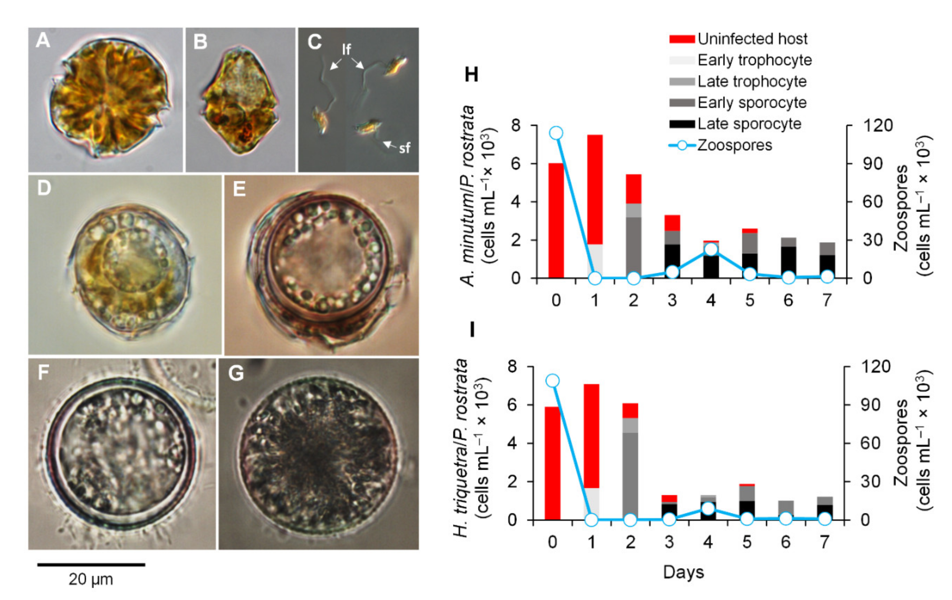 Microorganisms 10 00385 g001