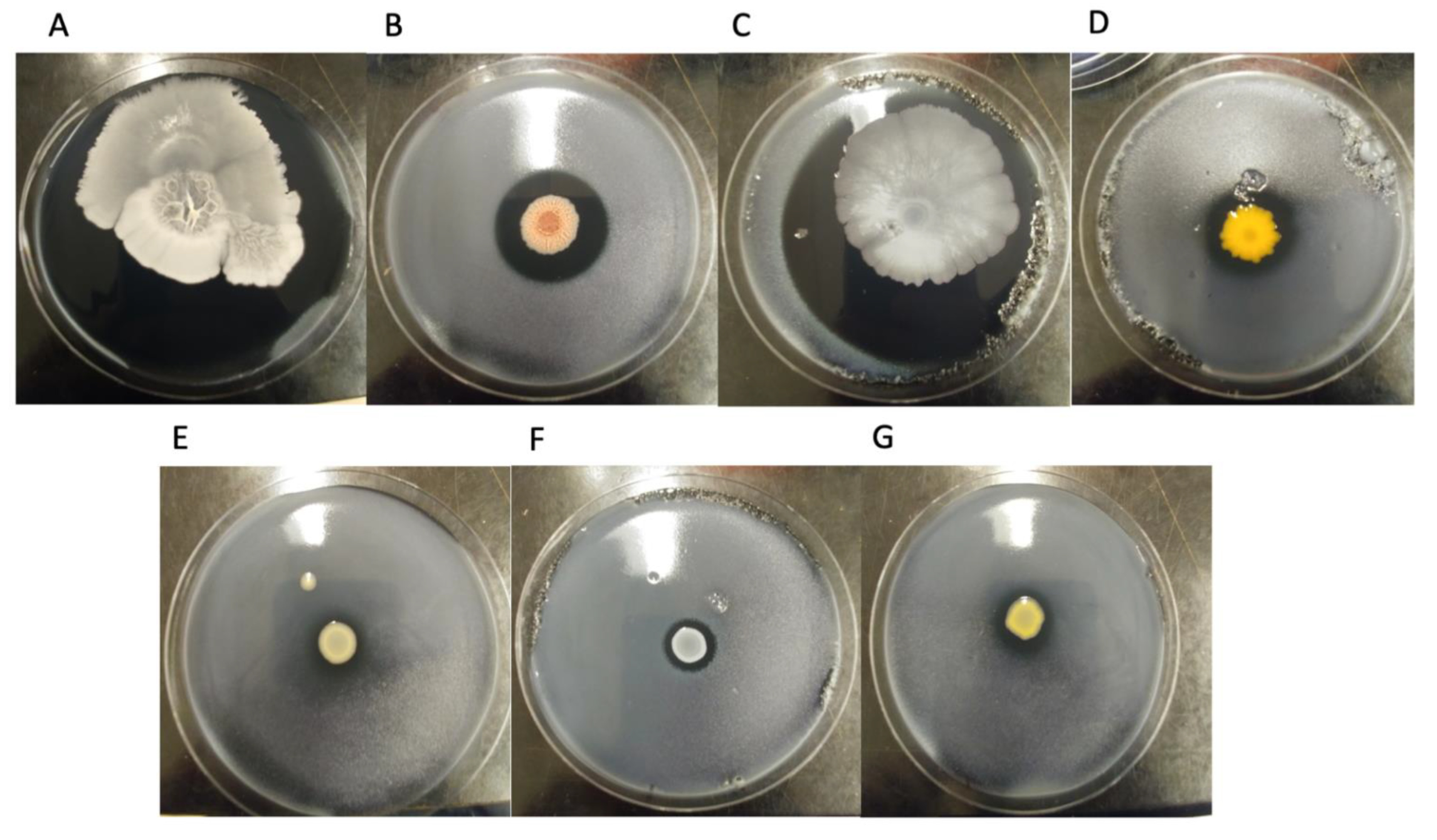 Microorganisms 10 00392 g001 550