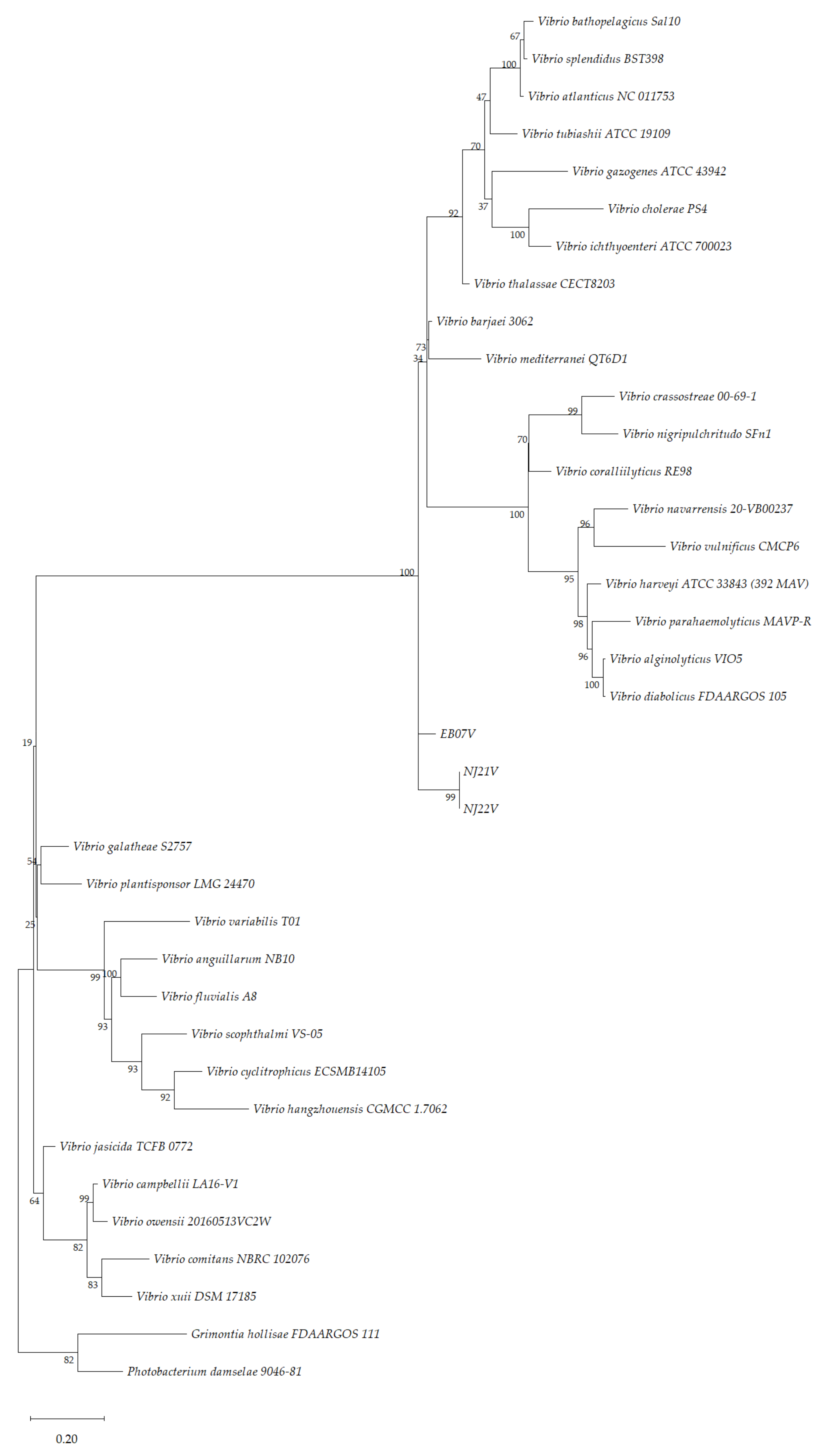 Microorganisms 10 00394 g002