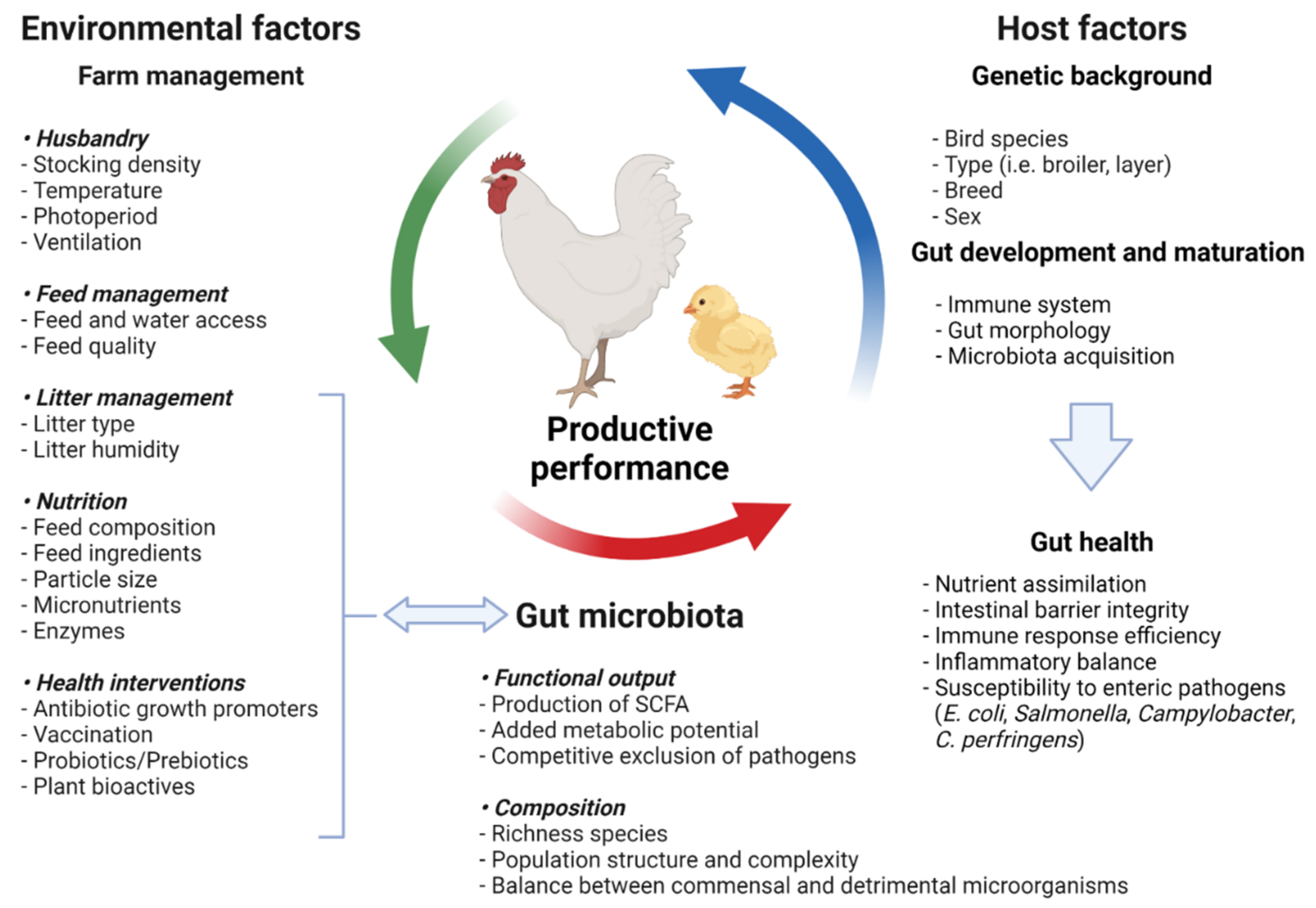 IV. Factors Affecting Calcium Absorption in Poultry