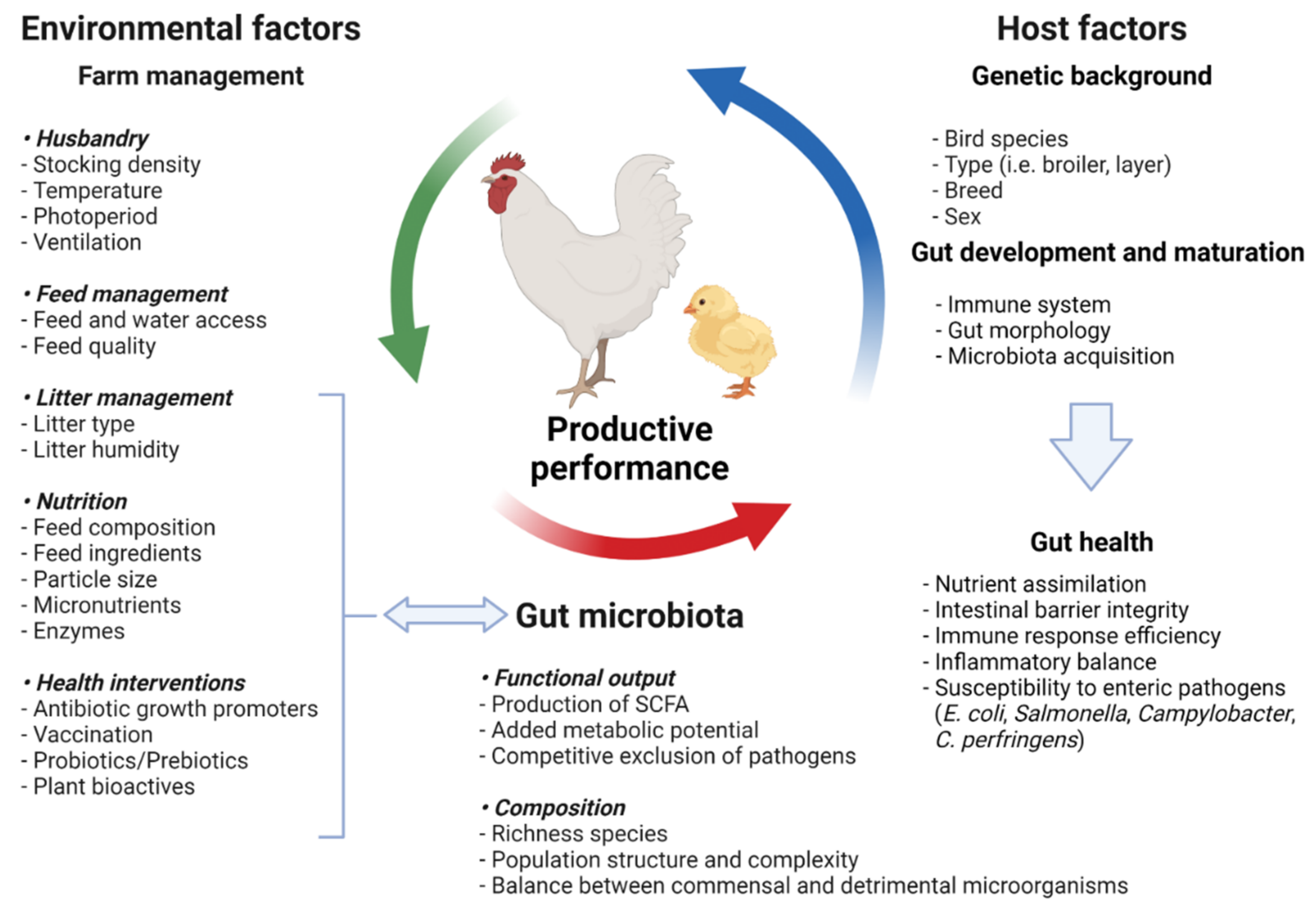 Effective farming; a text-book for American schools. Agriculture. 426  Effective Farming 212. Types of poultry. — Chickens are classified in two  ways, according to the origin of the breed and according