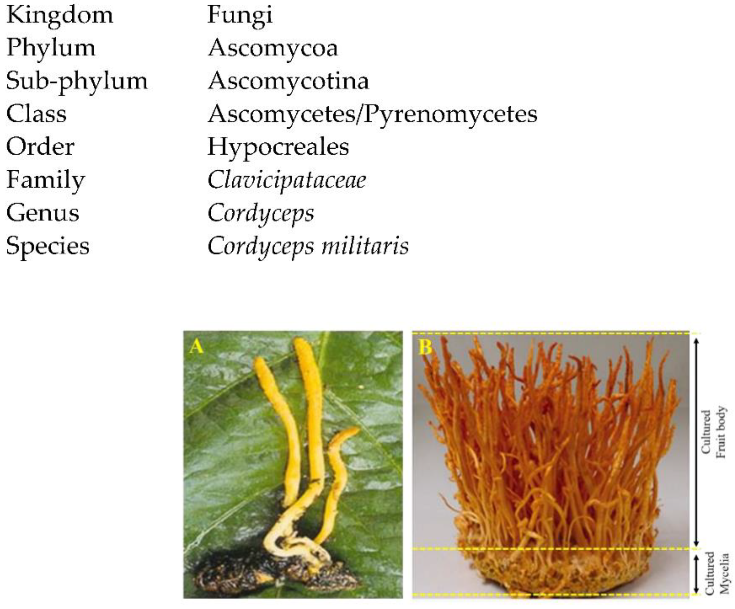 Cordyceps Militaris