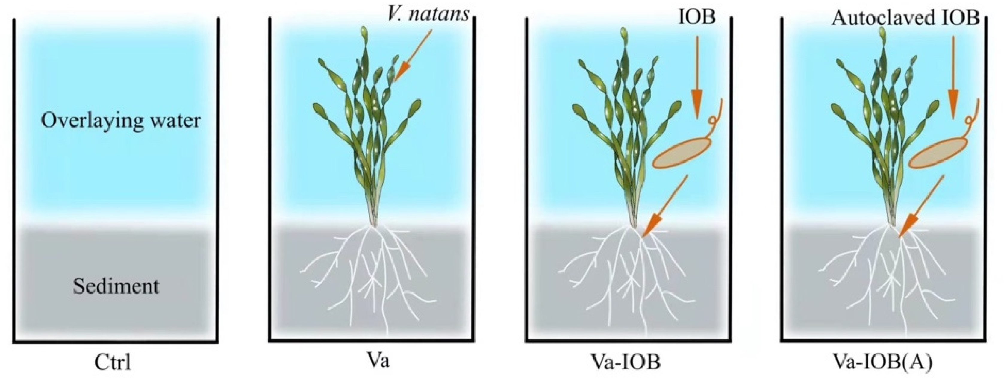 Microorganisms | Free Full-Text | Interactions of Vallisneria 