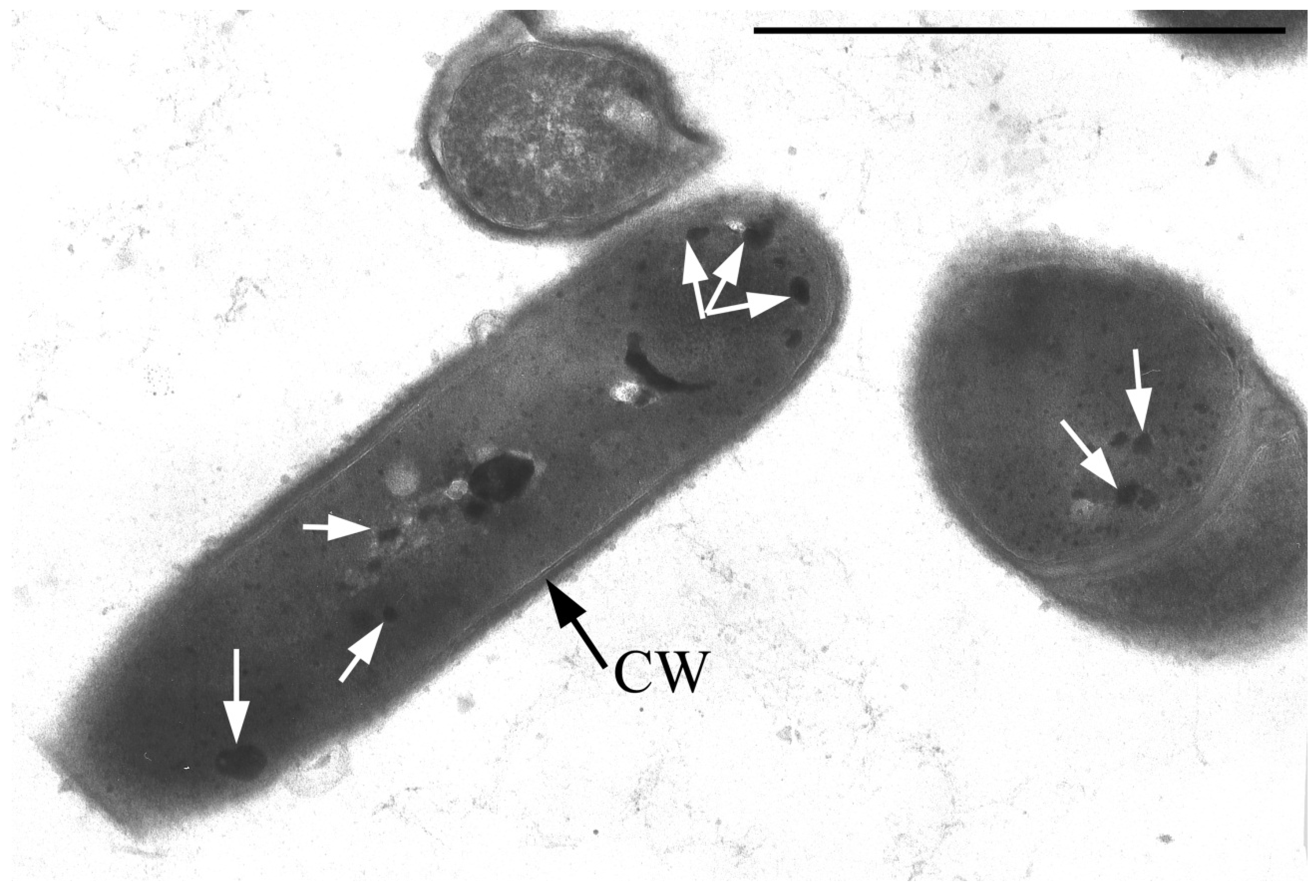 Microorganisms 10 00465 g004 Microorganisms 10 00465 g004