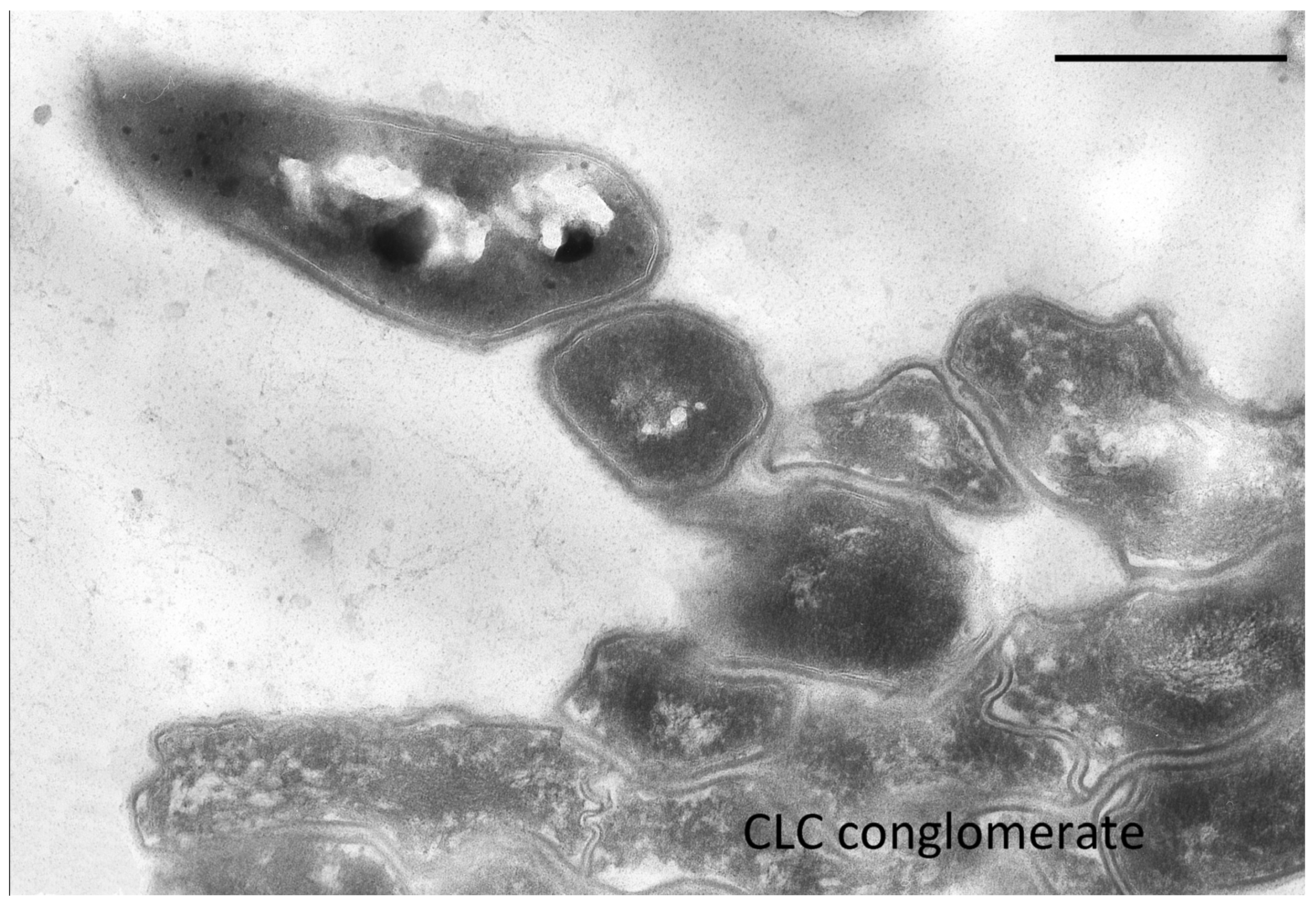Microorganisms 10 00465 g007 Microorganisms 10 00465 g007