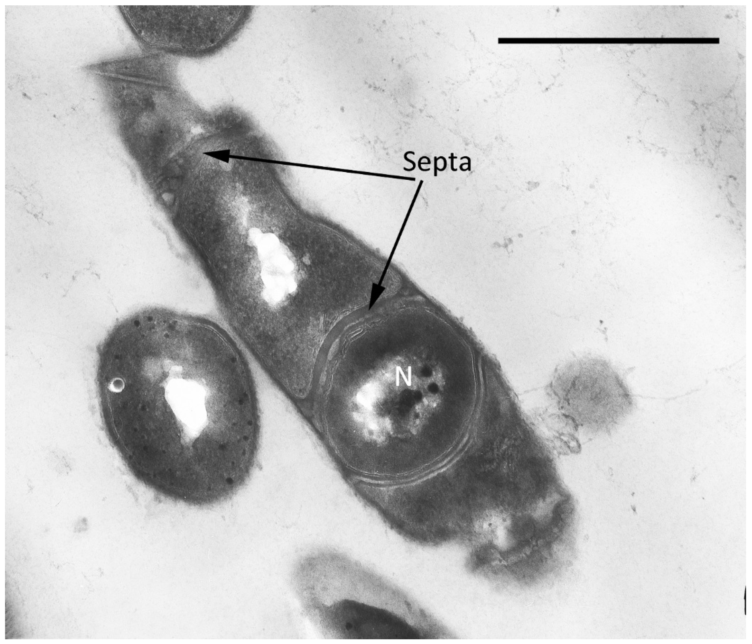 Microorganisms 10 00465 g009 Microorganisms 10 00465 g009