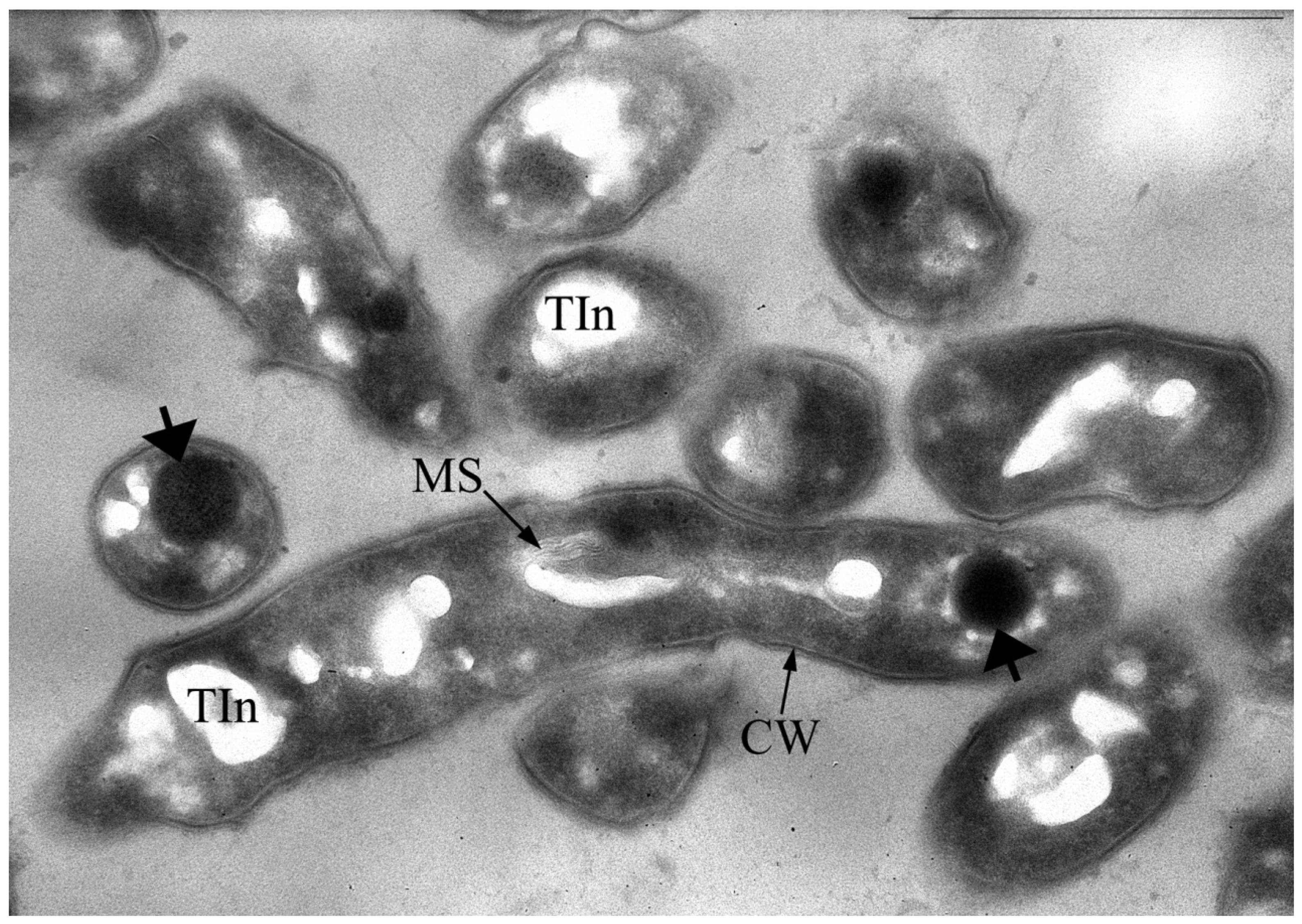 Microorganisms 10 00465 g010 Microorganisms 10 00465 g010