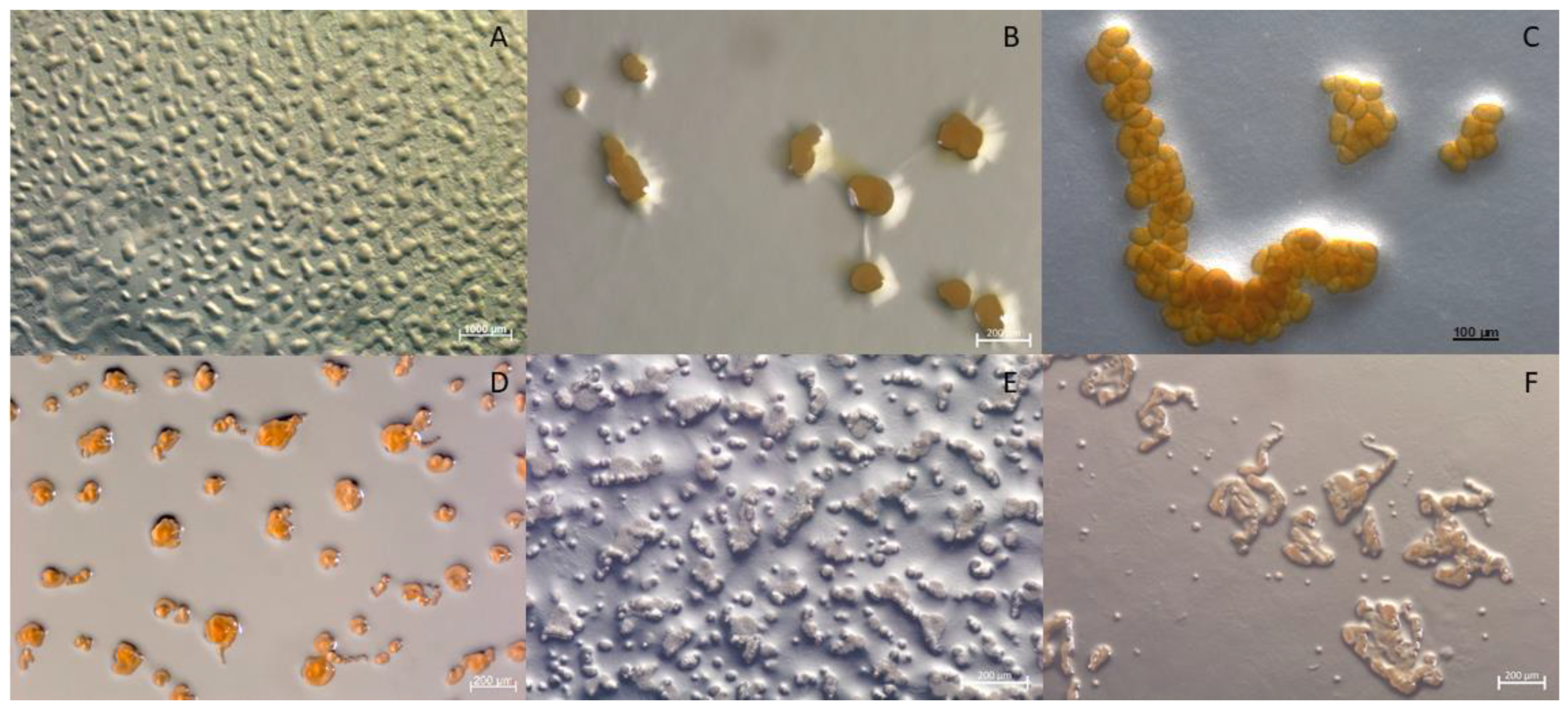 Microorganisms 10 00534 g003