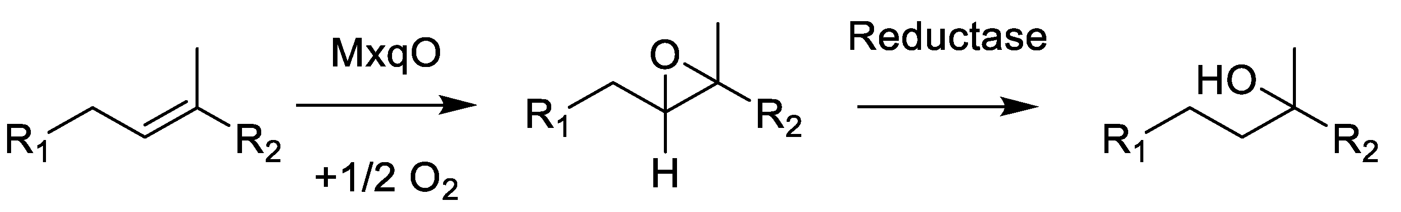 Microorganisms 10 00534 sch001