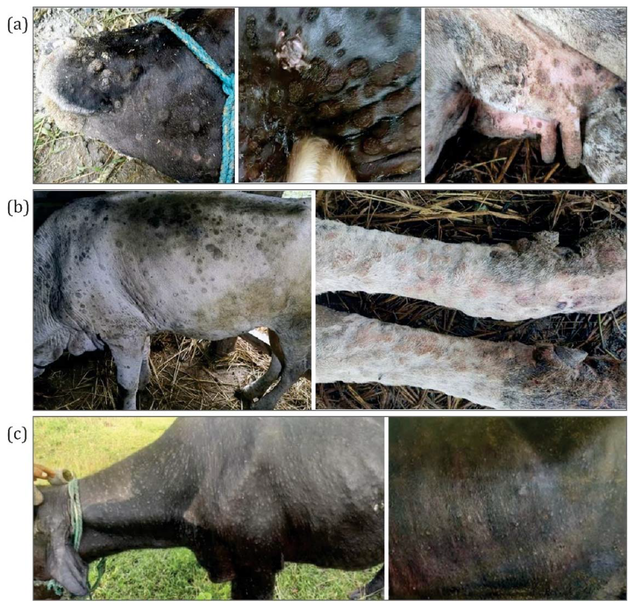 Microorganisms 10 00539 g002 Microorganisms 10 00539 g002