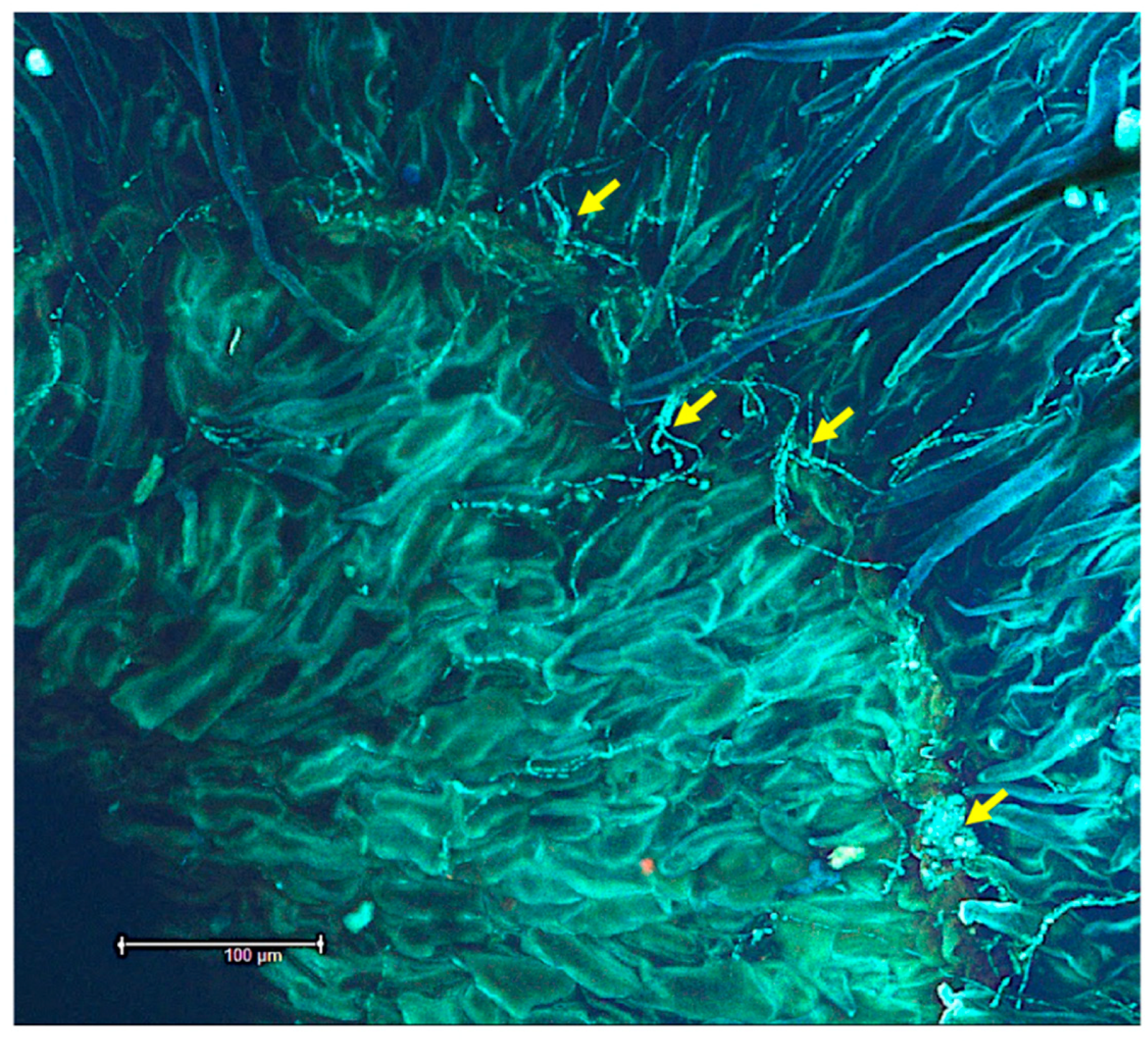Microorganisms 10 00545 g003