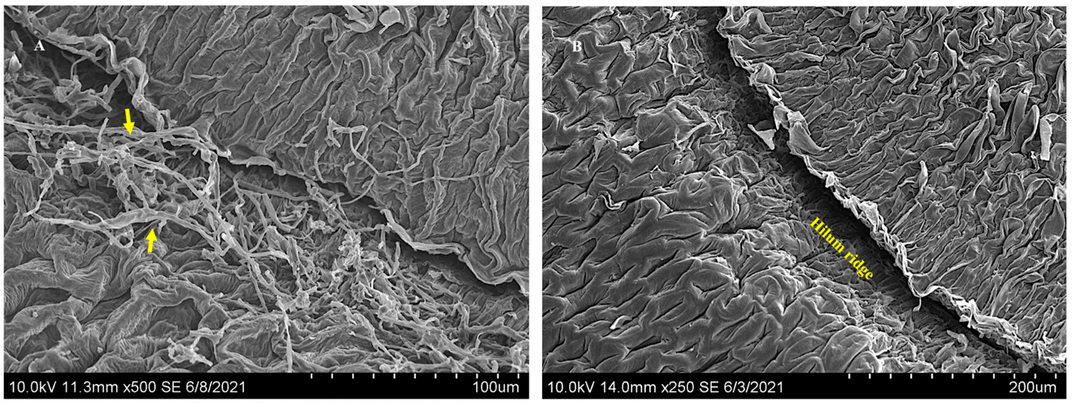 Microorganisms 10 00545 g004
