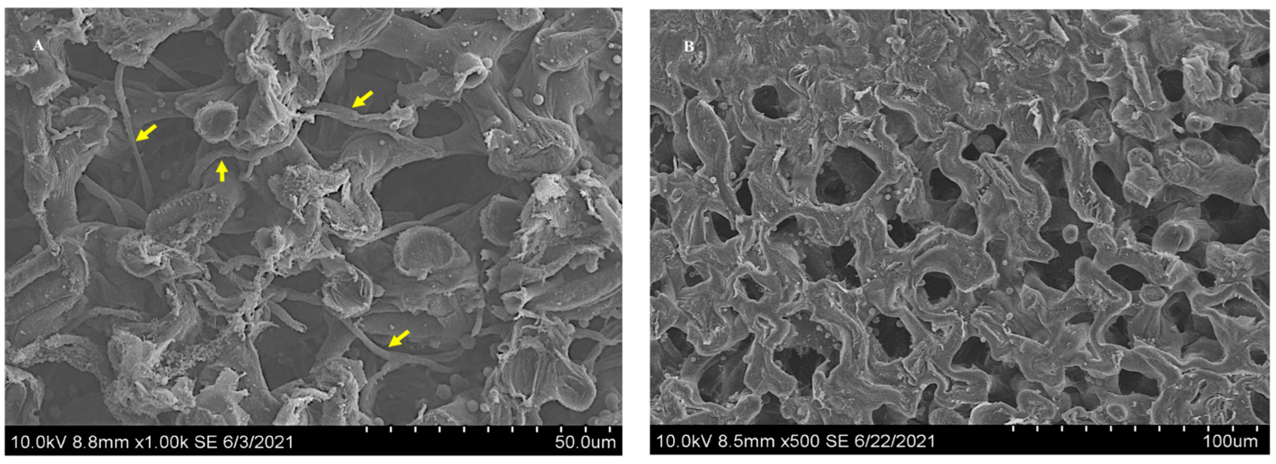 Microorganisms 10 00545 g005