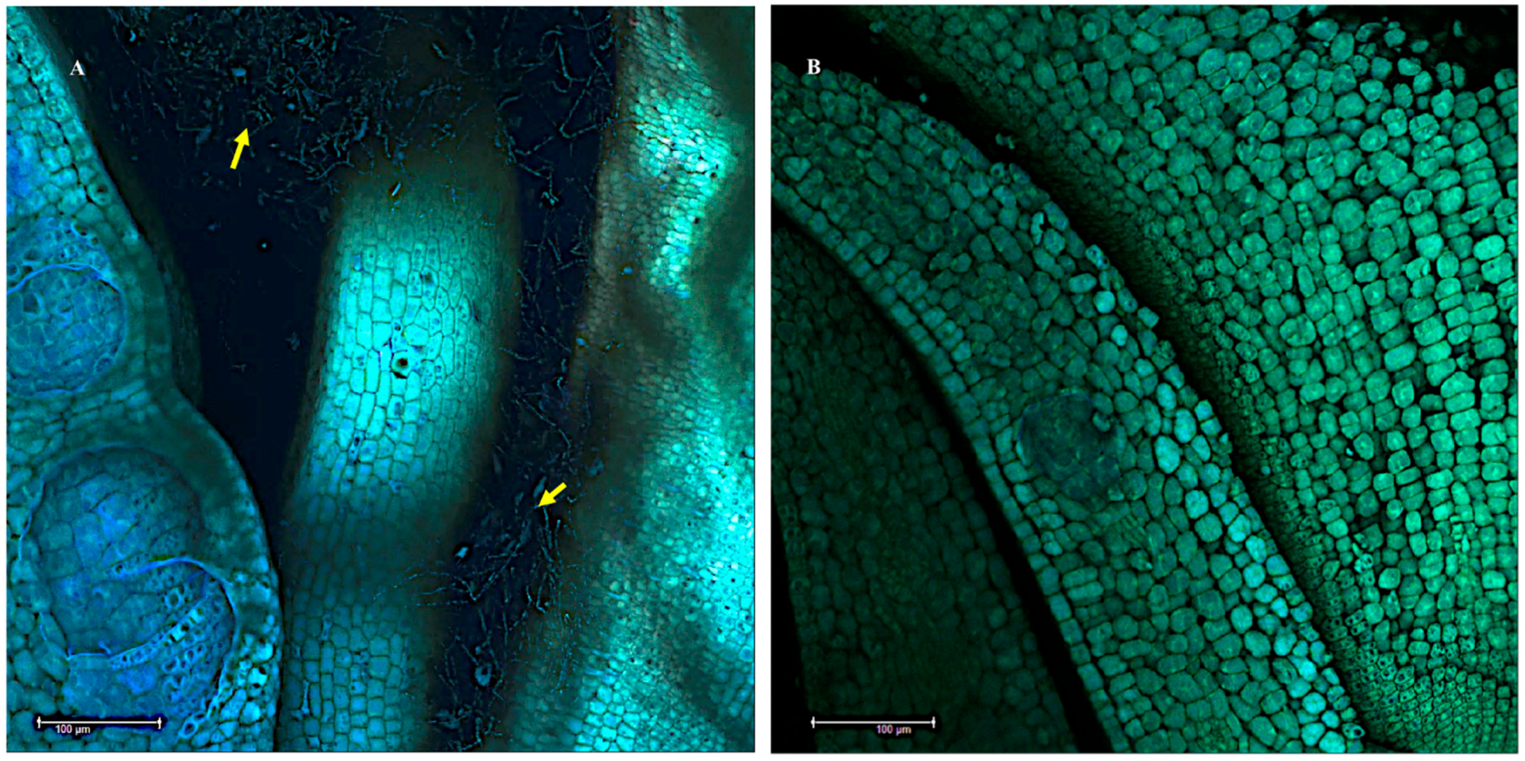 Microorganisms 10 00545 g006