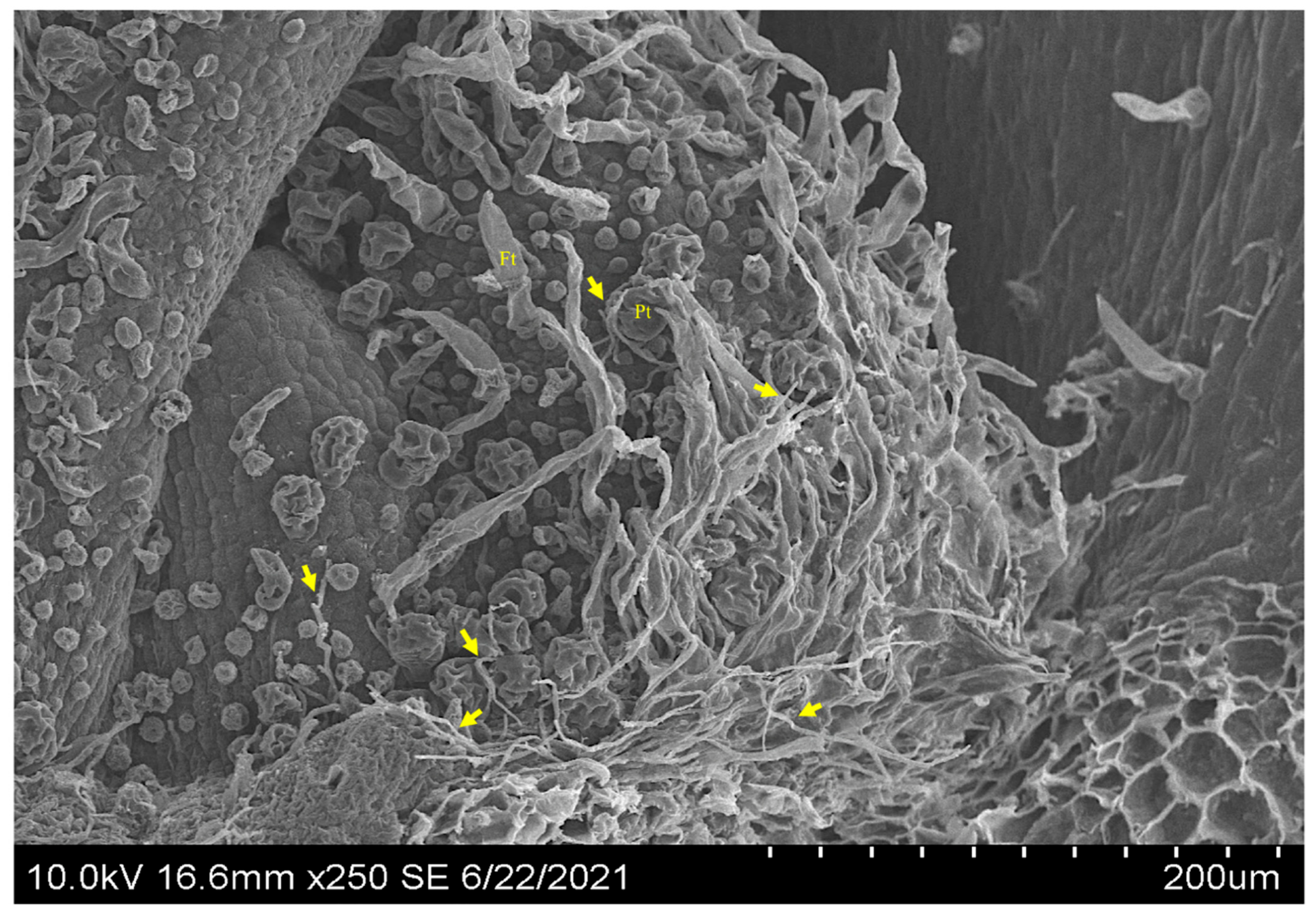 Microorganisms 10 00545 g009